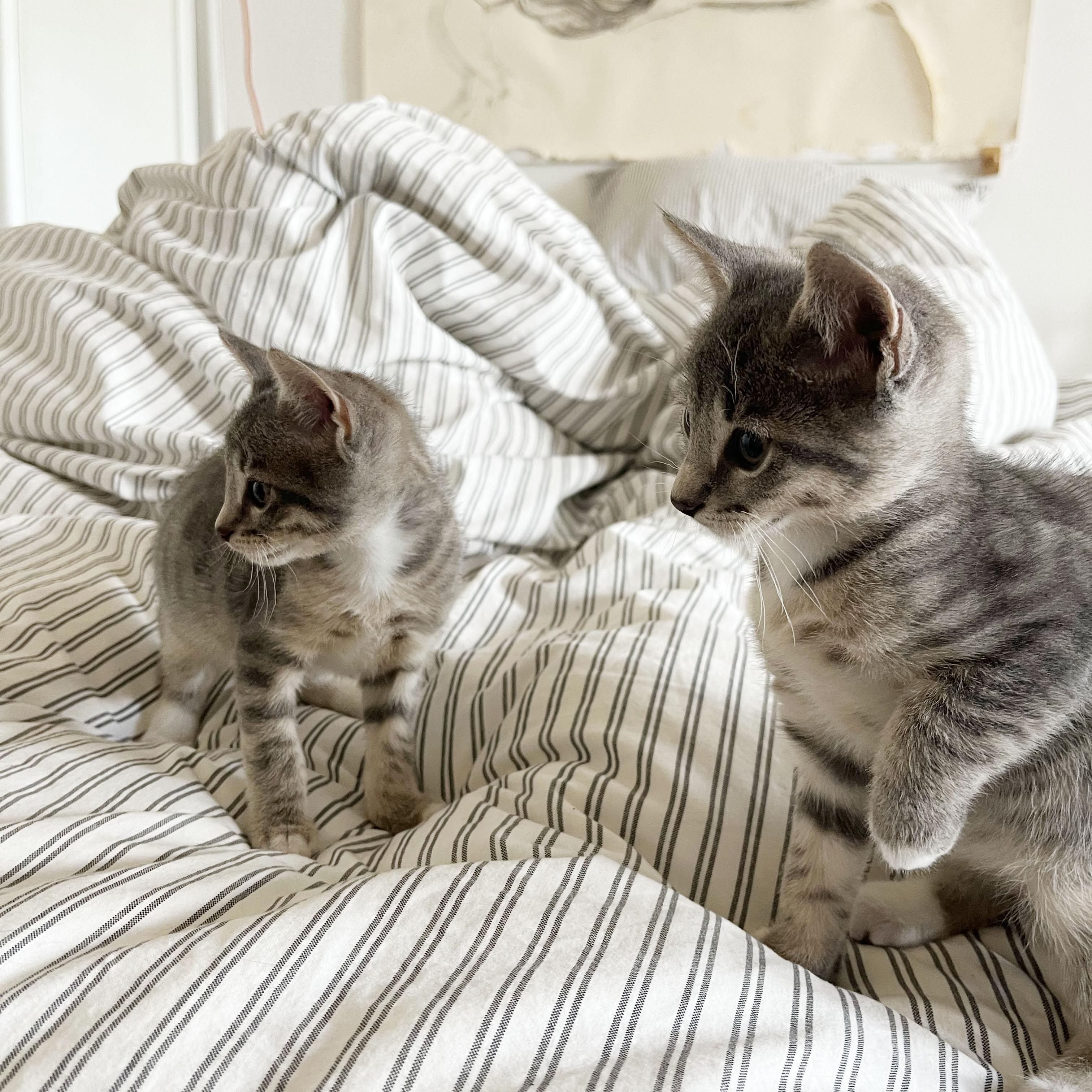 Enlarge Paper Plane + Crane, an adopted Domestic Short Hair in BROOKLYN, NY image 6/6