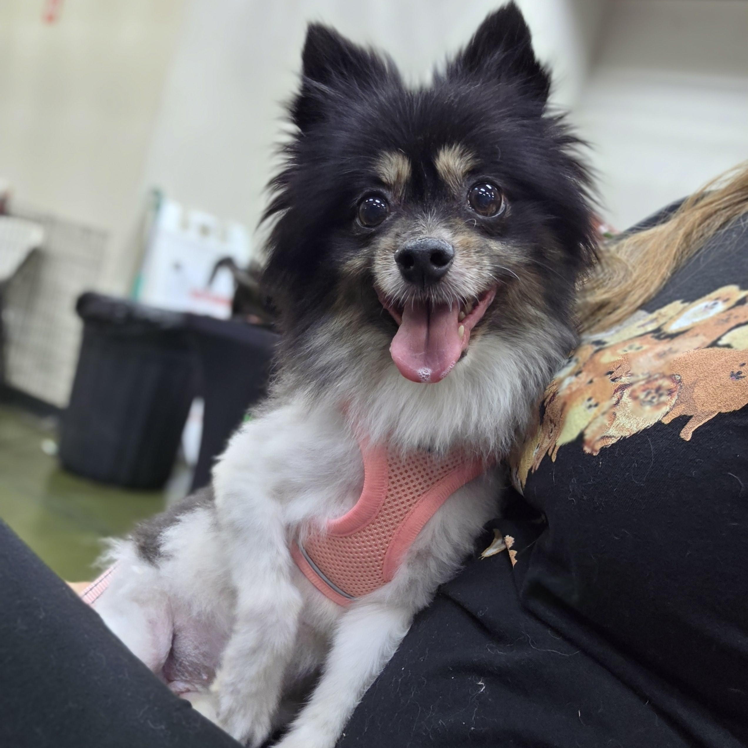 Enlarge Jasmine, a Adoptable Pomeranian in Clovis, CA image 3/5