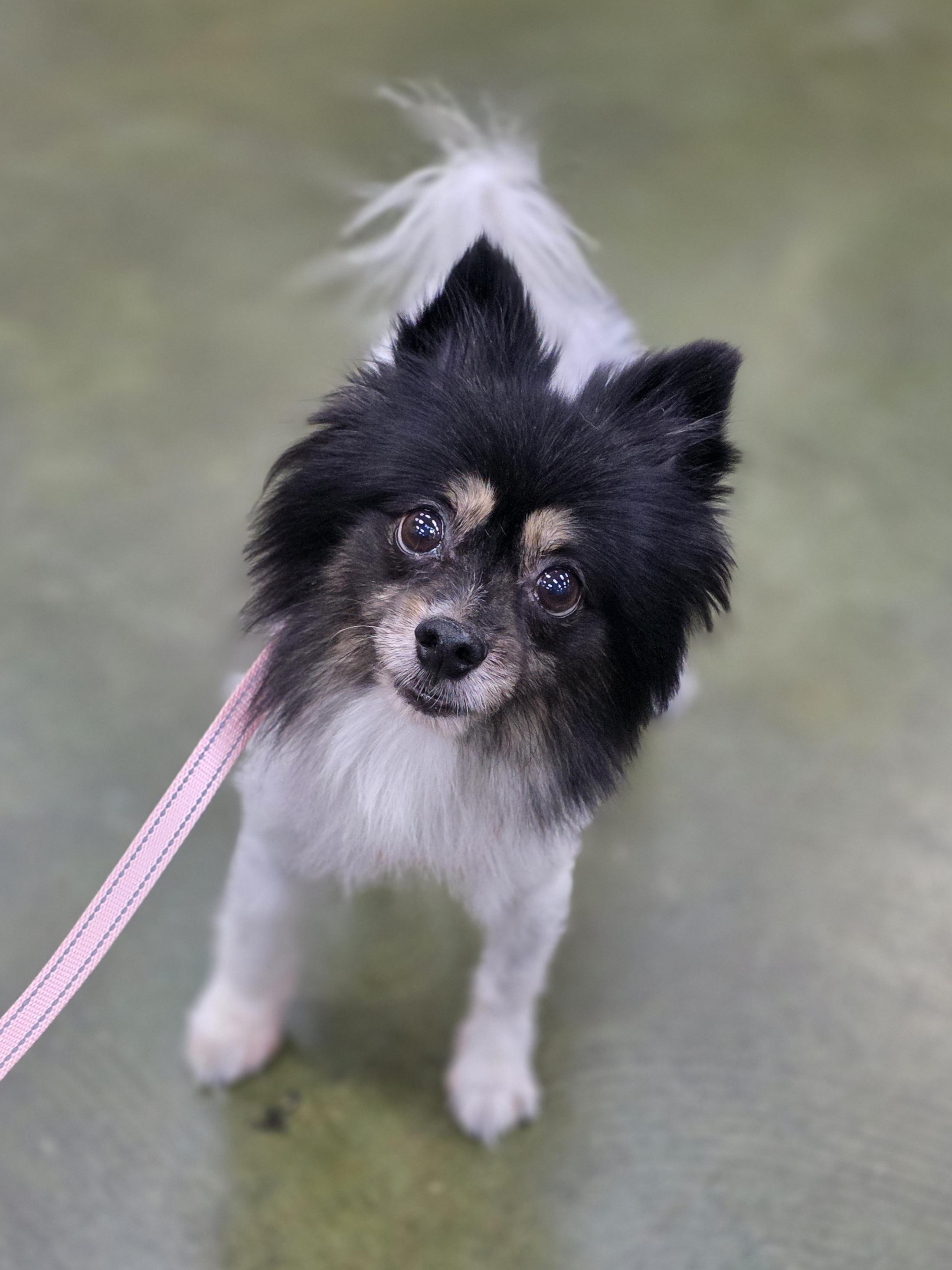 Enlarge Jasmine, a Adoptable Pomeranian in Clovis, CA image 2/5