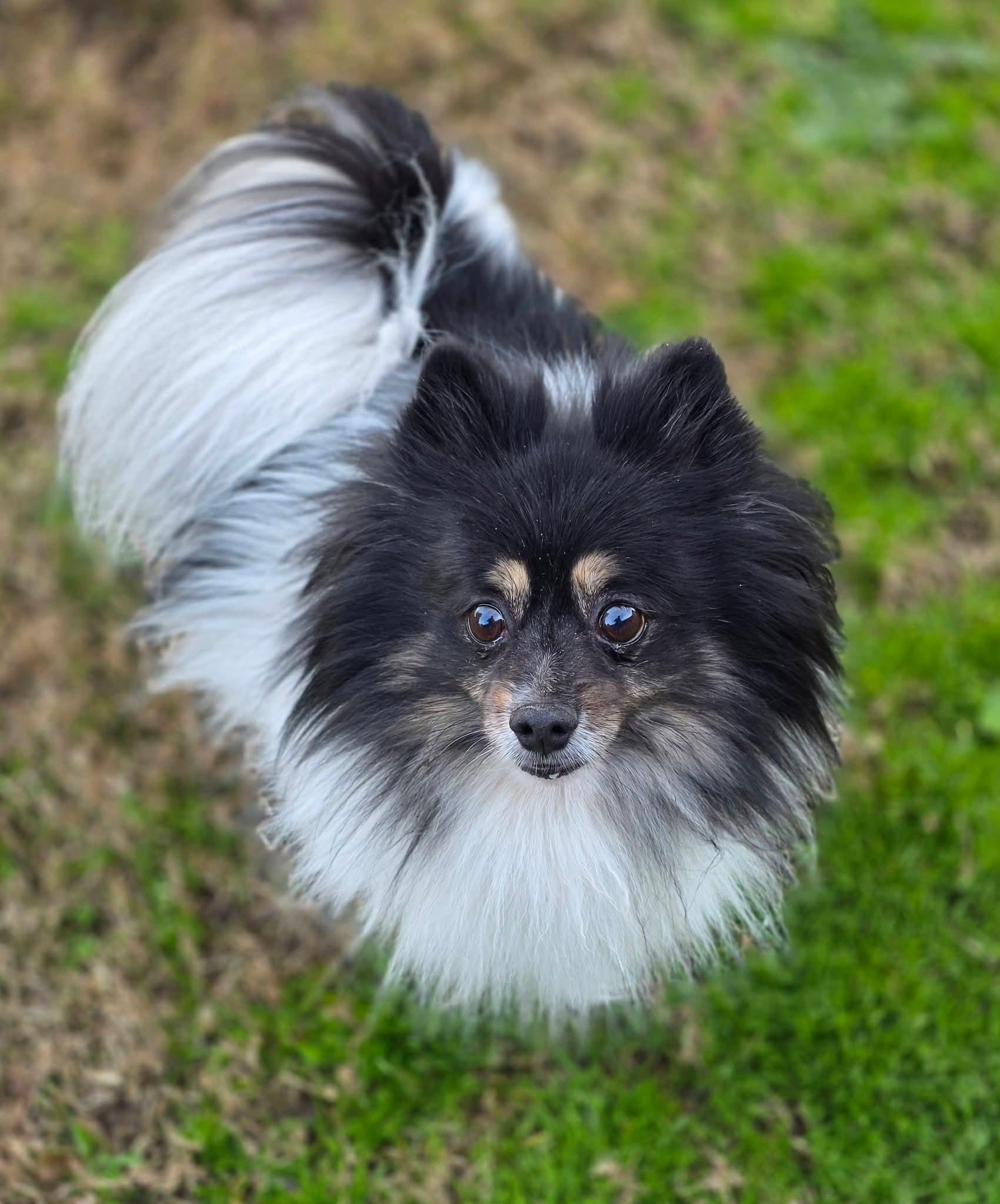 Enlarge Jasmine, a Adoptable Pomeranian in Clovis, CA image 5/5