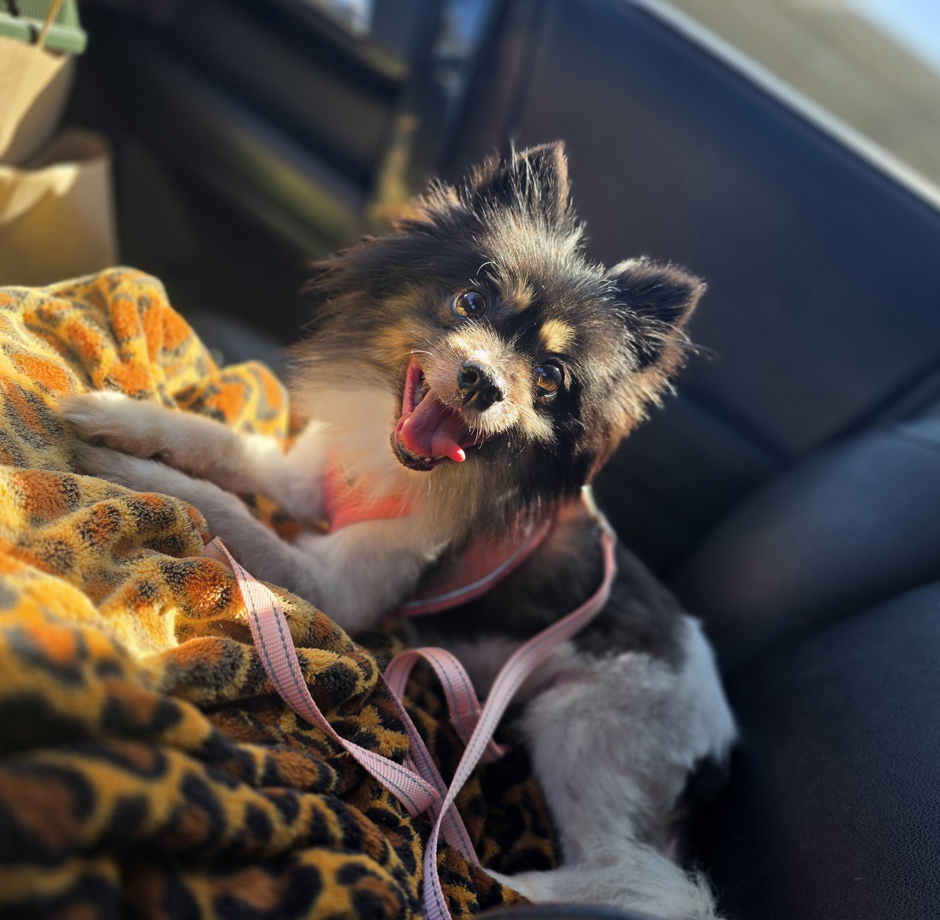 Jasmine, Adoptable, Adult Female Pomeranian.