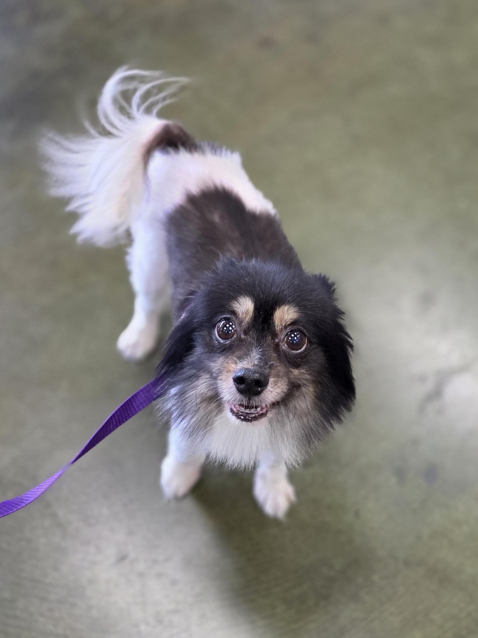 Enlarge Jasmine, a Adoptable Pomeranian in Clovis, CA image 4/5
