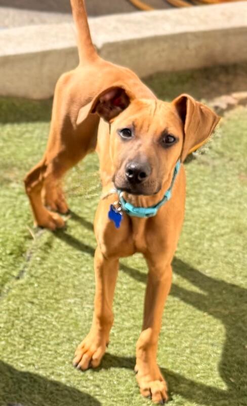 Duchess Homefry of Snackshire, Adoptable, Puppy Female Rhodesian Ridgeback & Great Dane.
