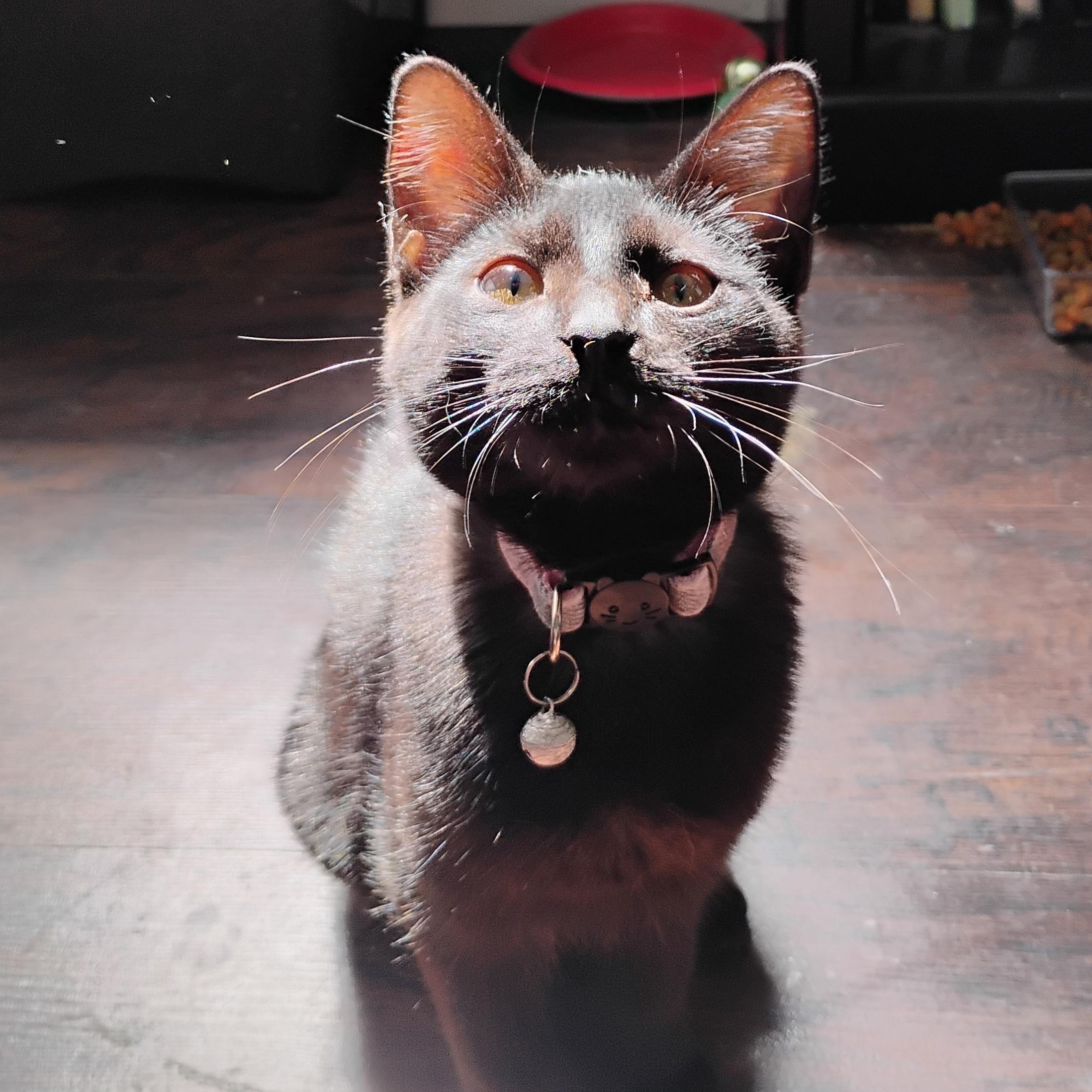 Enlarge Pru, a Adoptable American Shorthair in Waveland, IN image 5/5