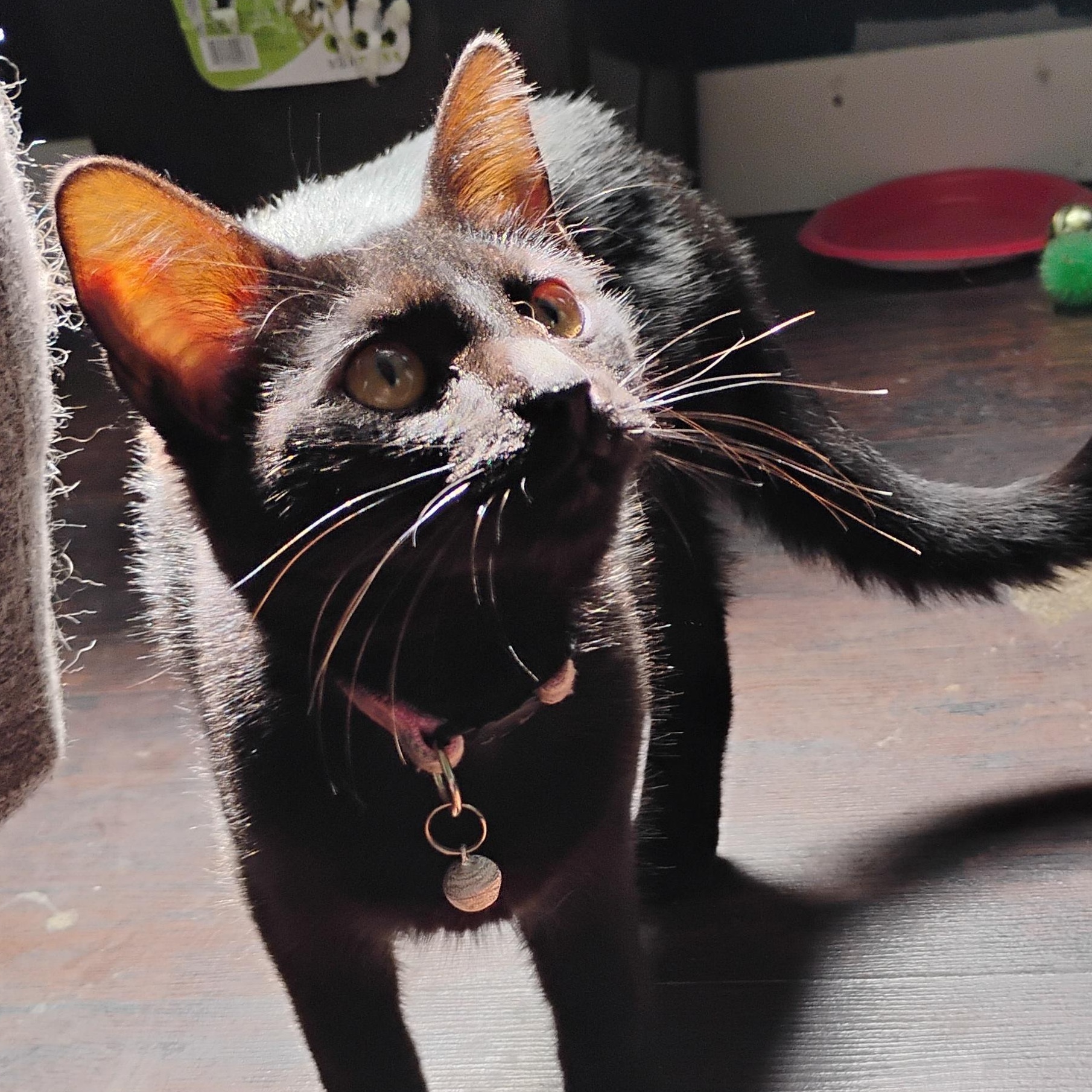 Pru, Adoptable, Young Female American Shorthair.