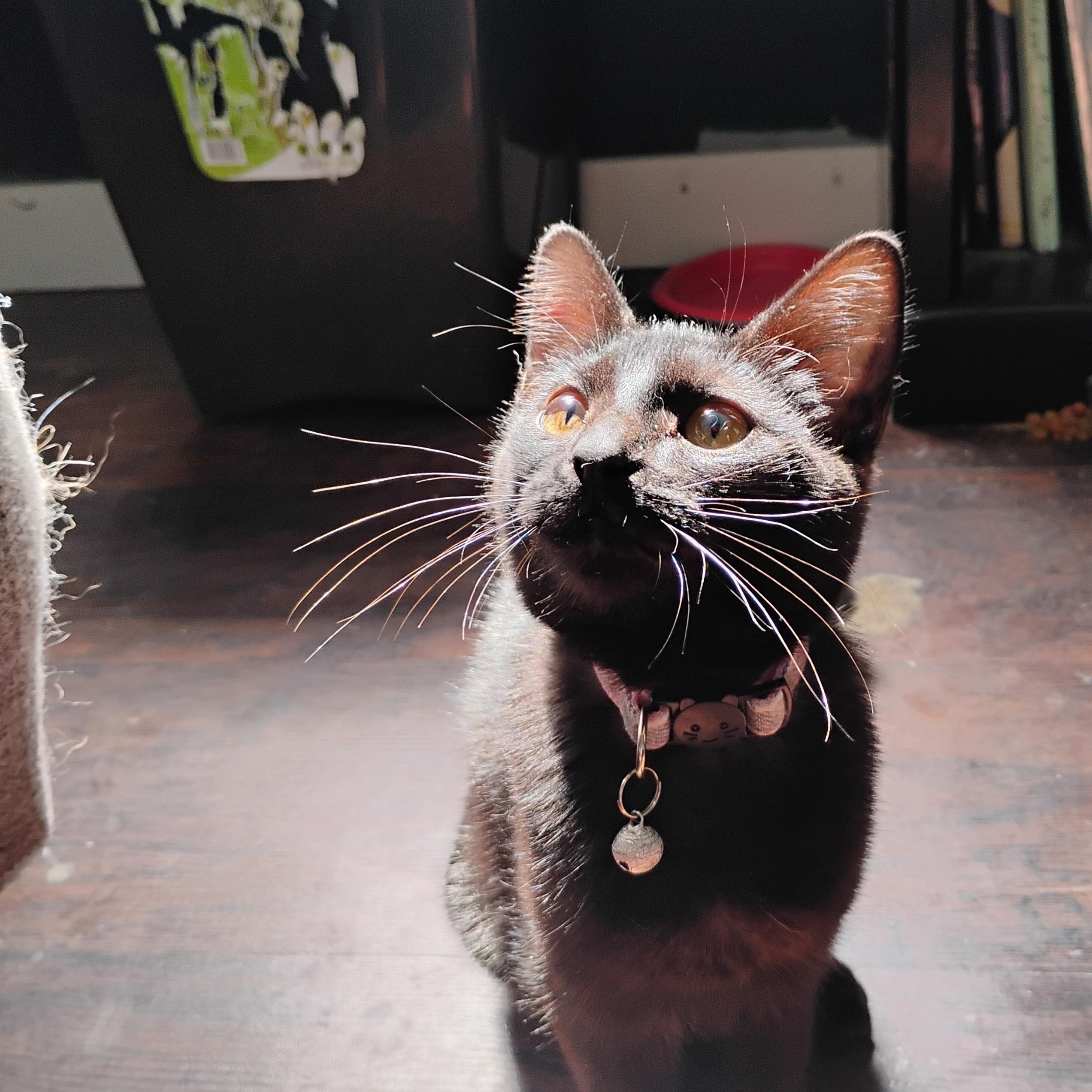Enlarge Pru, a Adoptable American Shorthair in Waveland, IN image 4/5