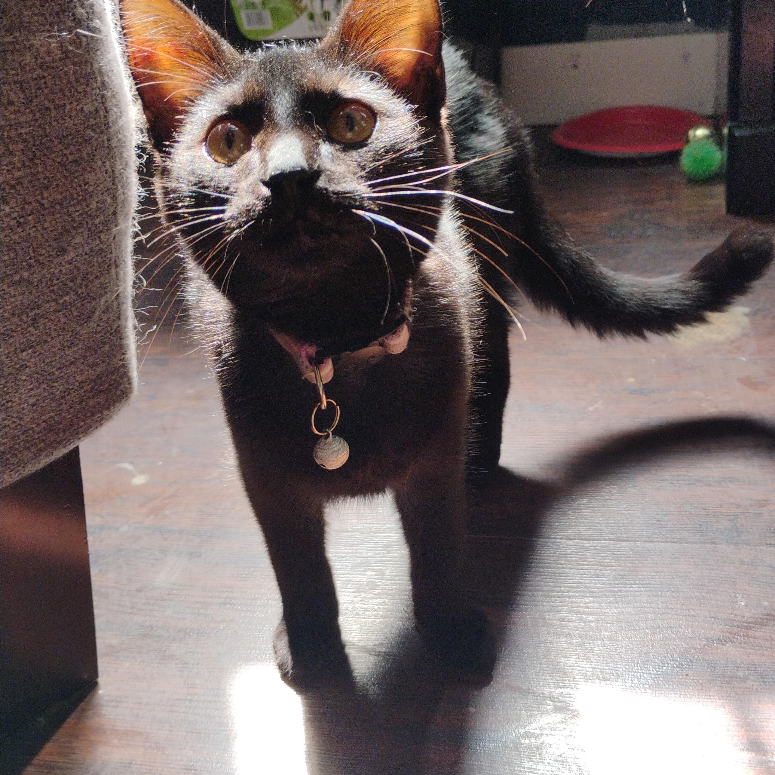 Enlarge Pru, a Adoptable American Shorthair in Waveland, IN image 2/5