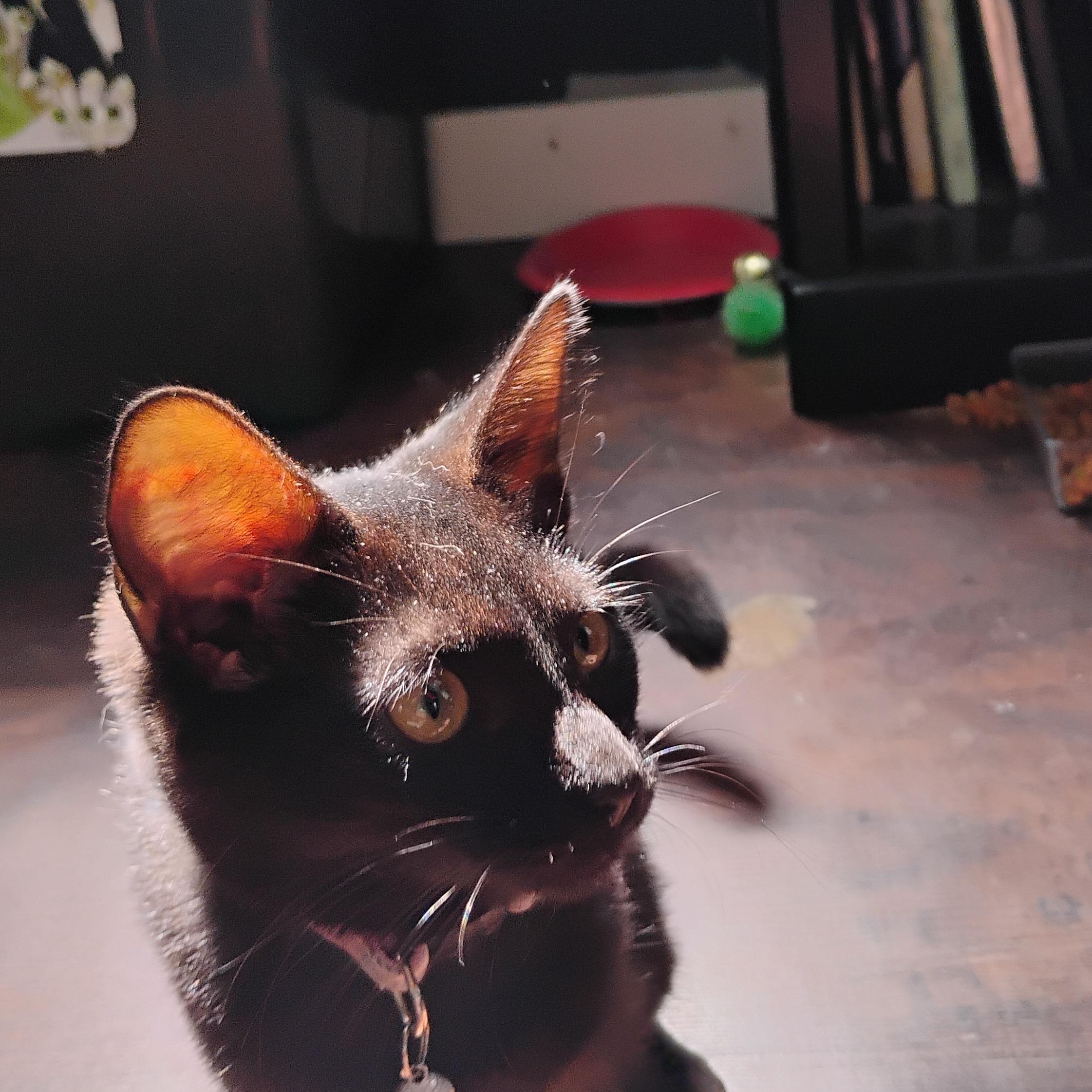 Enlarge Pru, a Adoptable American Shorthair in Waveland, IN image 3/5