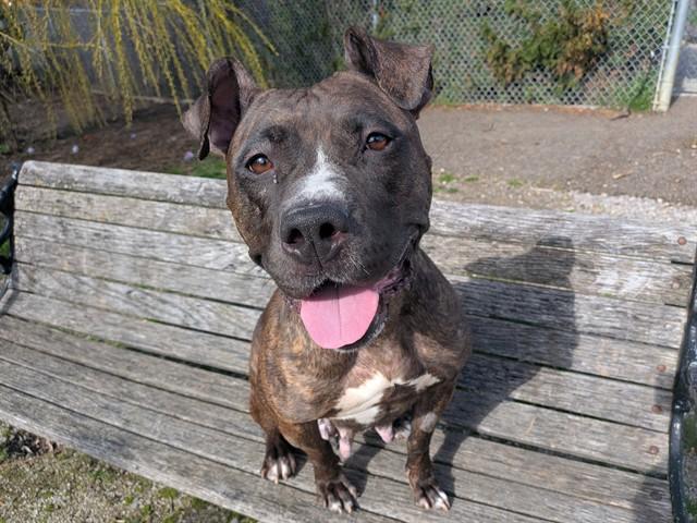 KIKI, Adoptable, Adult Female American Bulldog.