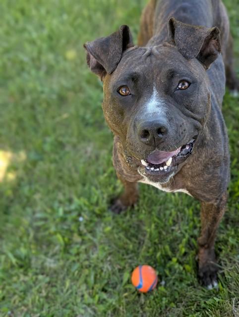 KIKI, Adoptable, Adult Female American Bulldog.