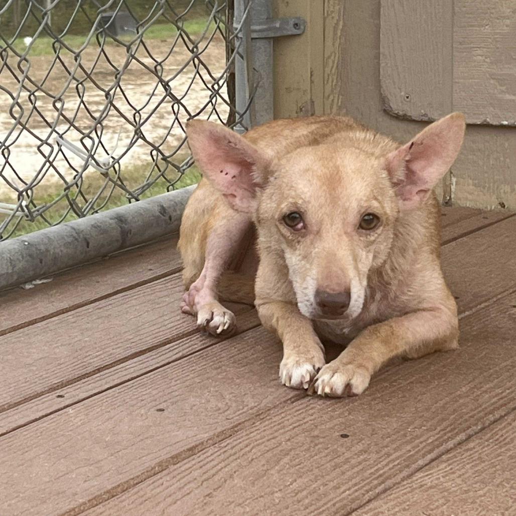 Scylla, a Adoptable Chihuahua in Jackson, MO image 1/3