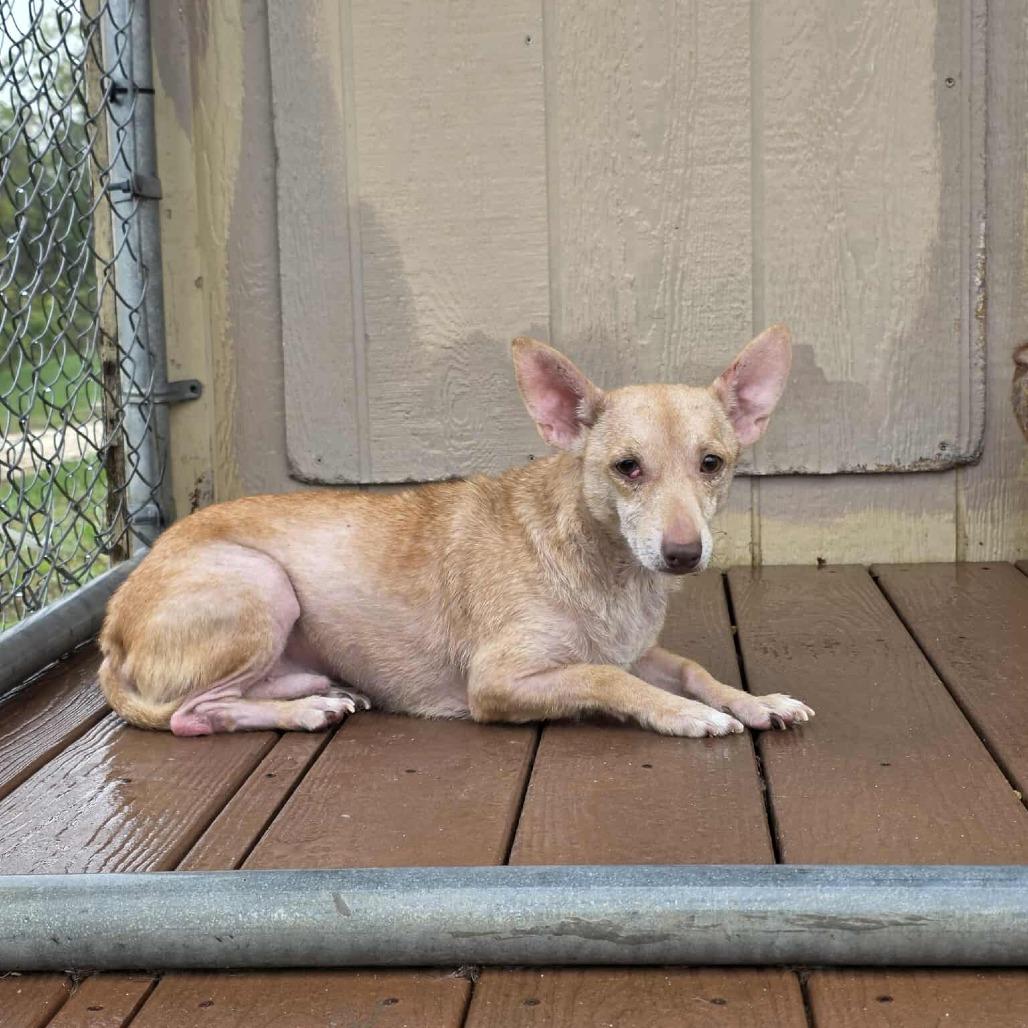 Scylla, a Adoptable Chihuahua in Jackson, MO image 2/3