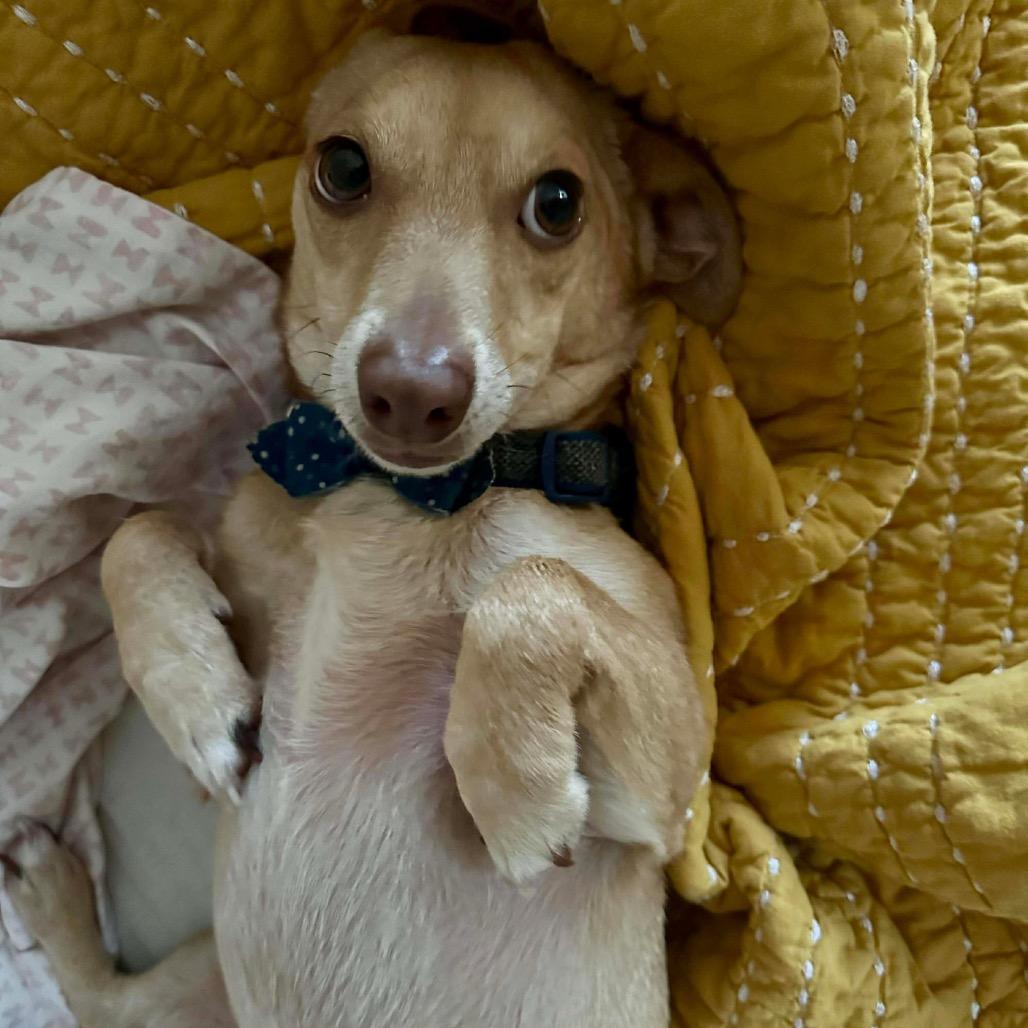 Enlarge Scylla, a Adoptable Chihuahua in Jackson, MO image 1/3