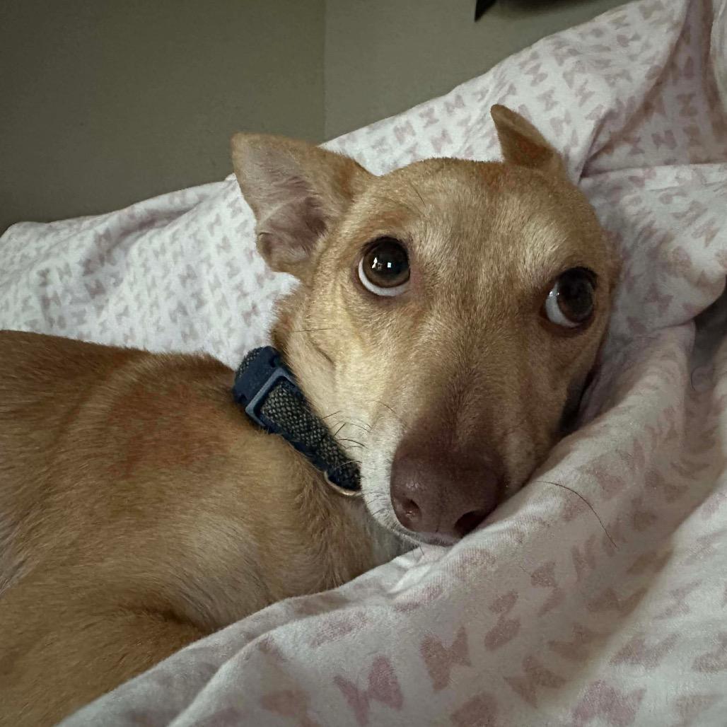 Enlarge Scylla, a Adoptable Chihuahua in Jackson, MO image 3/3