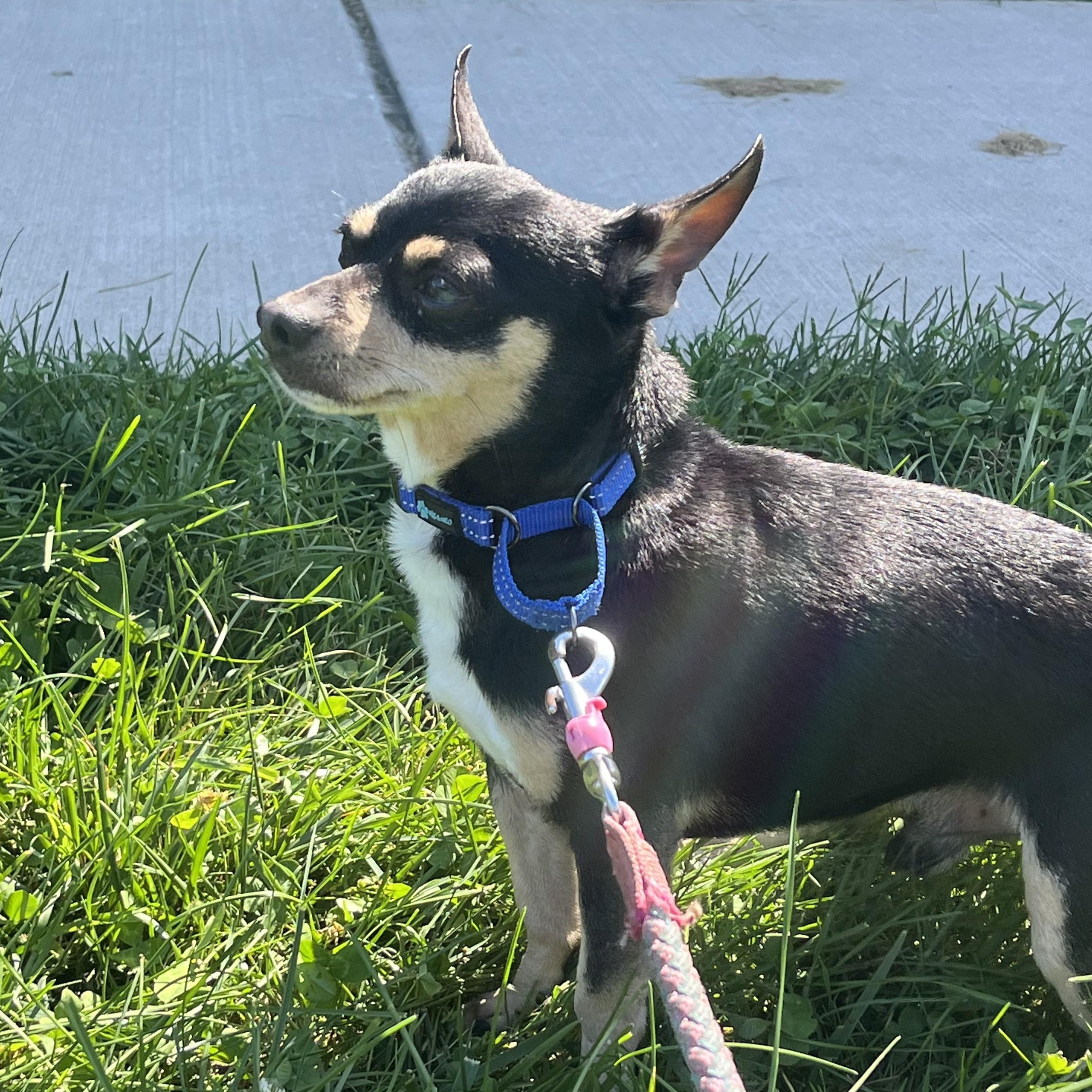 Thor, adopted, Adult Male Chihuahua.