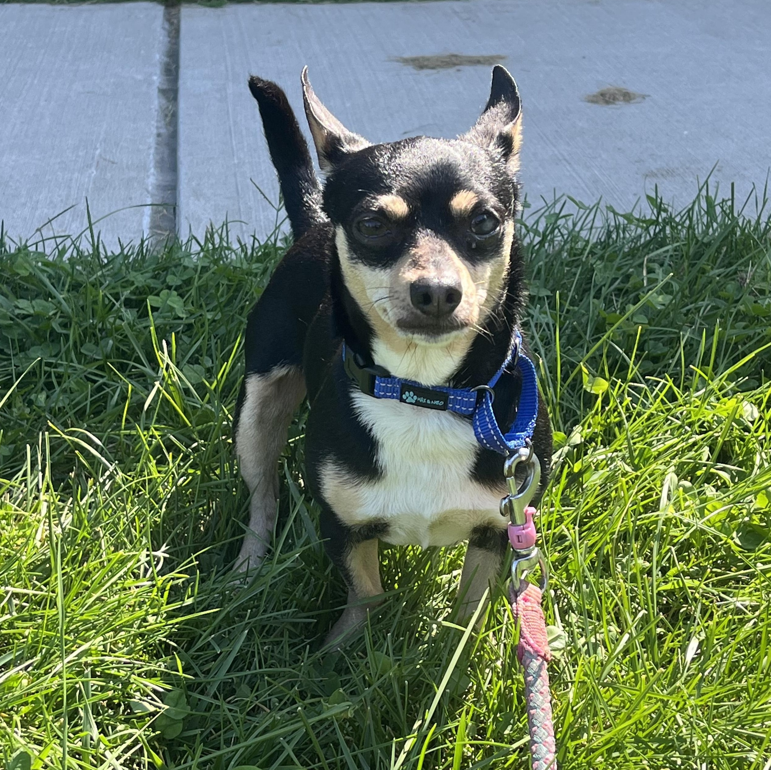 Enlarge Thor, an adopted Chihuahua in Amsterdam, NY image 2/3