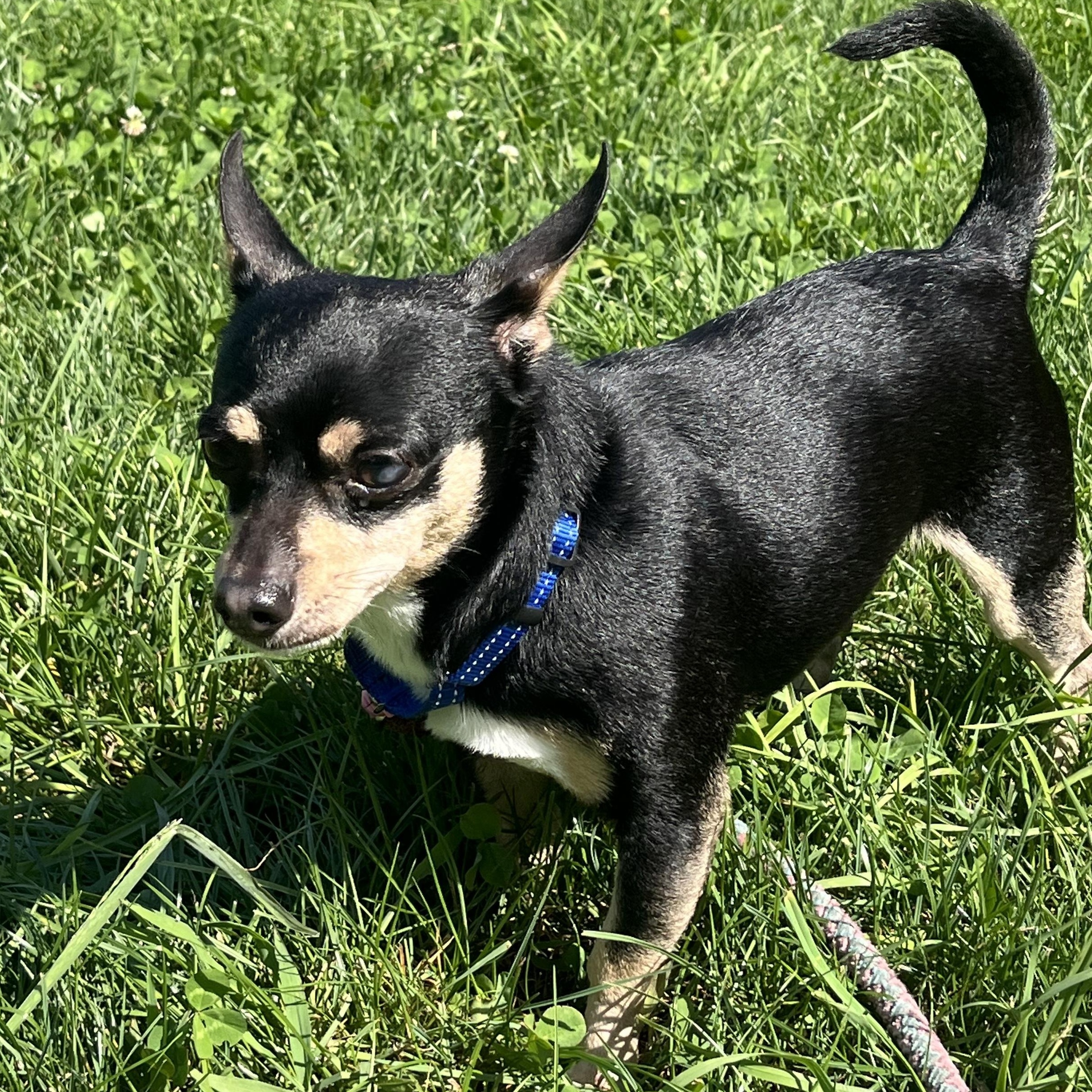 Enlarge Thor, an adopted Chihuahua in Amsterdam, NY image 3/3