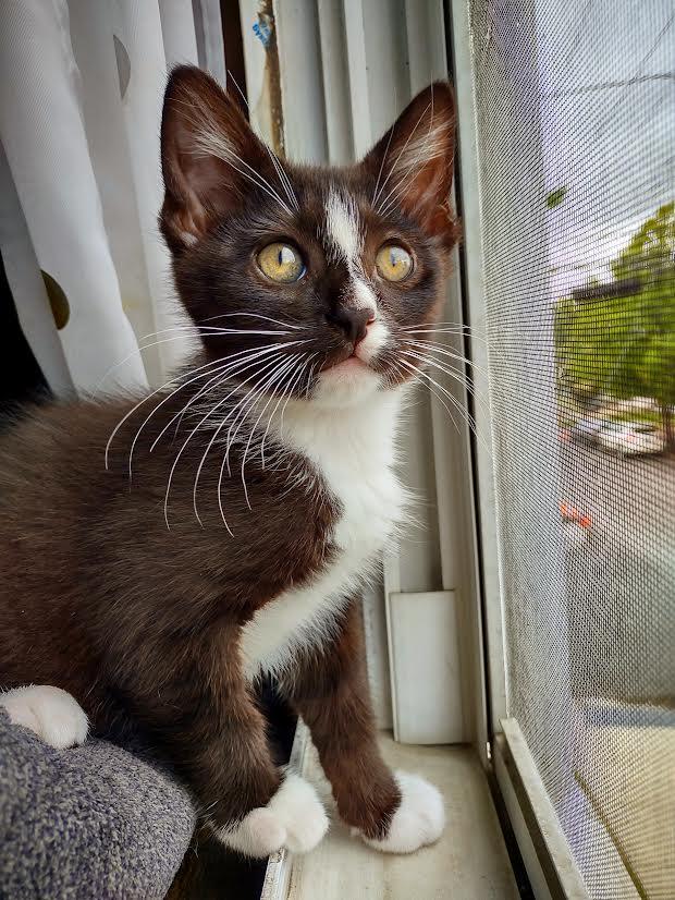 Clover, Adoptable, Kitten Male Domestic Short Hair.