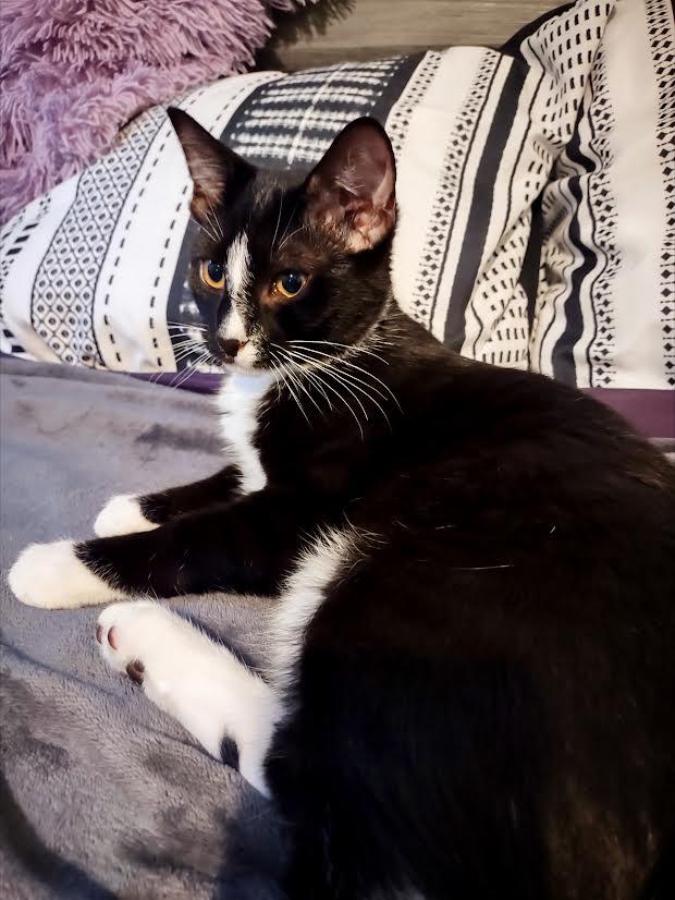 Enlarge Clover, an adopted Domestic Short Hair in Buffalo, NY image 2/4