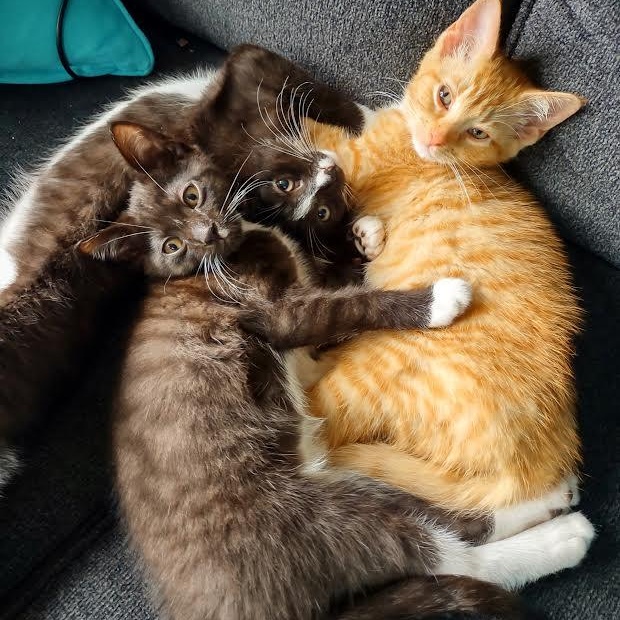 Enlarge Clover, an adopted Domestic Short Hair in Buffalo, NY image 4/4