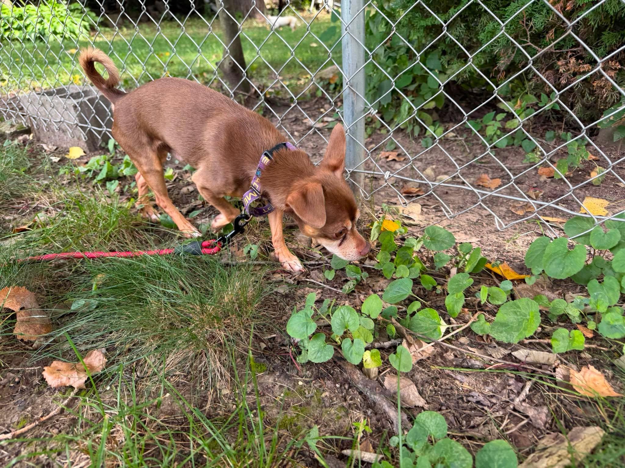 Enlarge Rocky, a Adoptable mixed breed in Whitewater, WI image 4/6