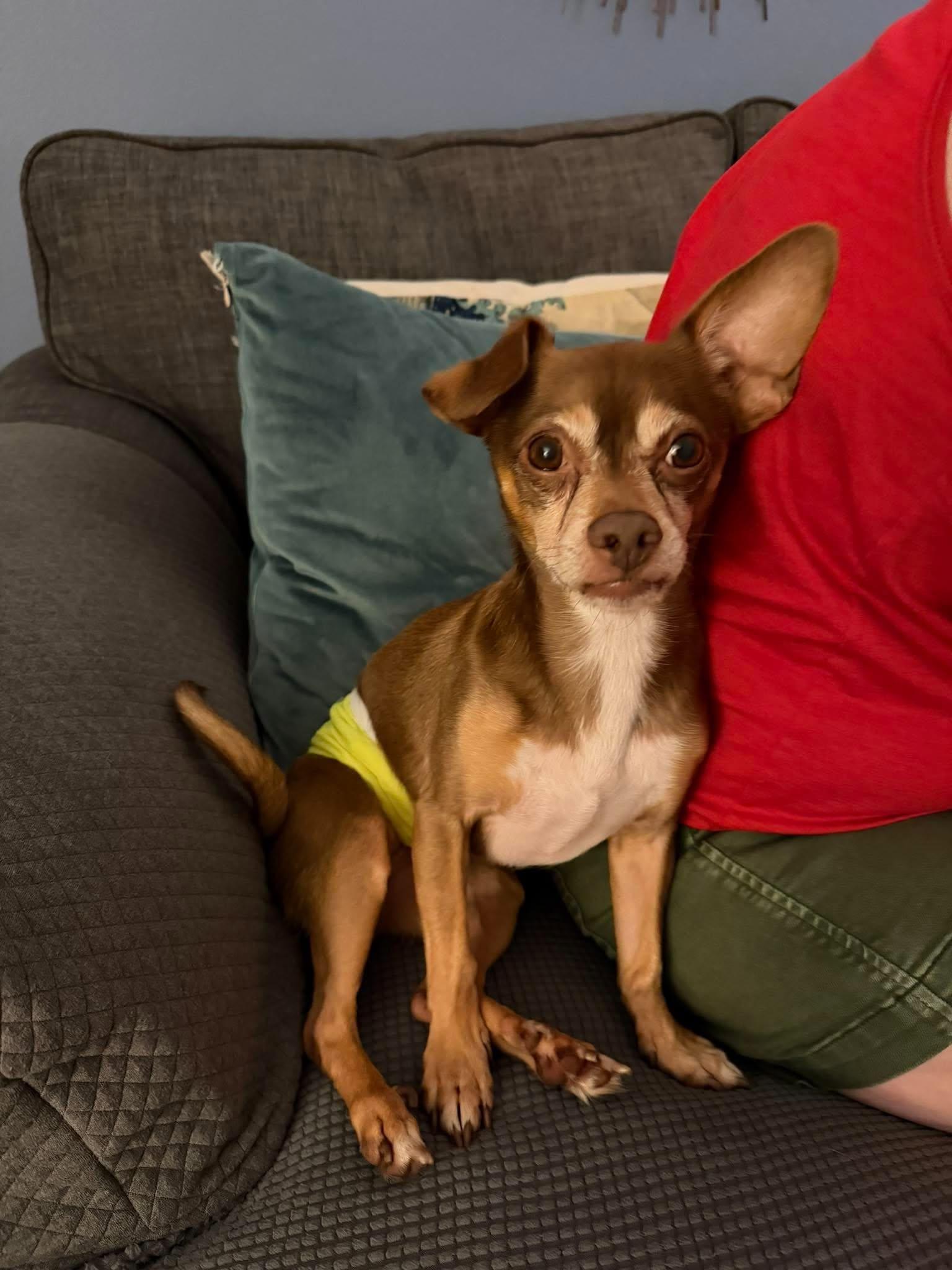 Enlarge Rocky, a Adoptable mixed breed in Whitewater, WI image 6/6
