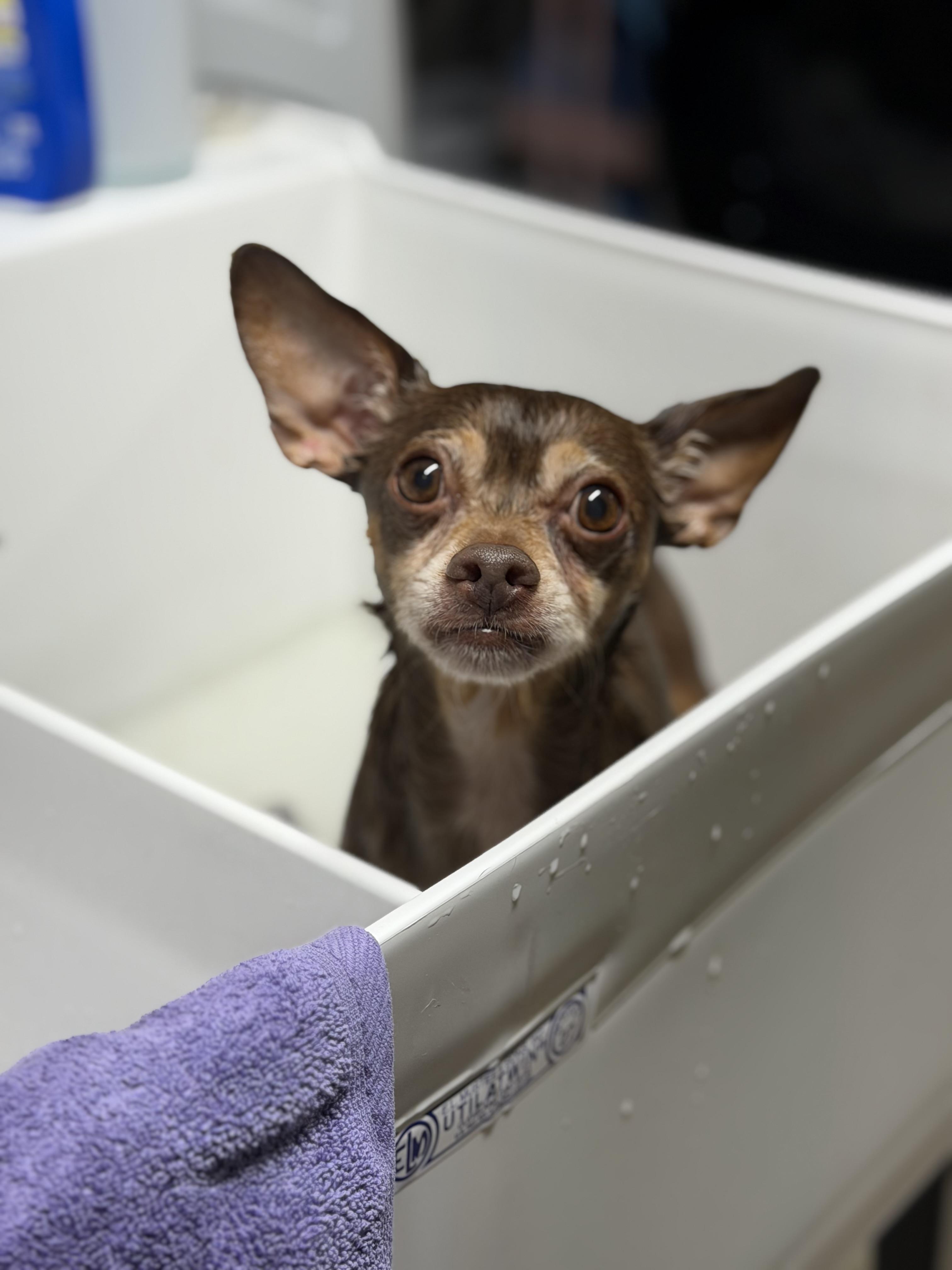 Rocky, Adoptable, Adult Male Chihuahua & Terrier.
