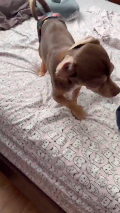 Enlarge Rocky, a Adoptable mixed breed in Whitewater, WI video 2/6