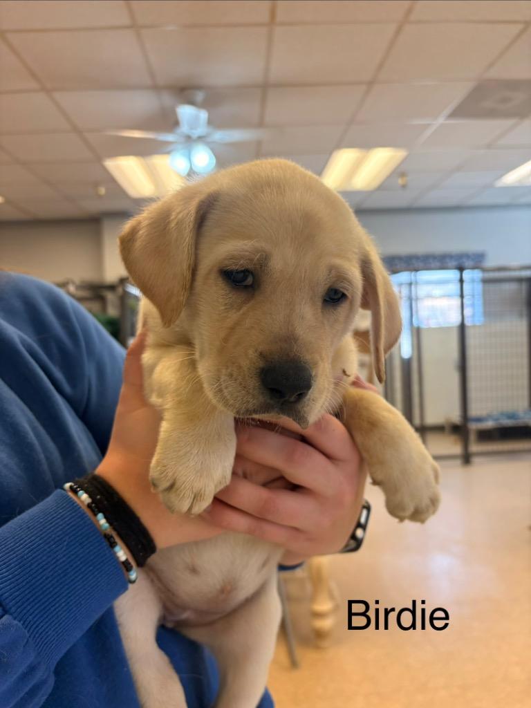 Enlarge Birdie, a Adopted mixed breed in Heber City, UT image 1/1