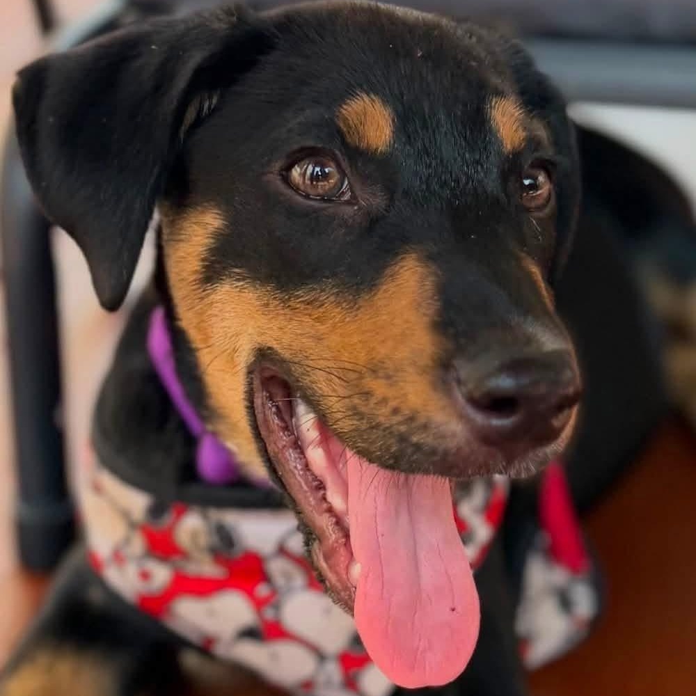 Reesie, ADOPTABLE, Puppy Female Shepherd.