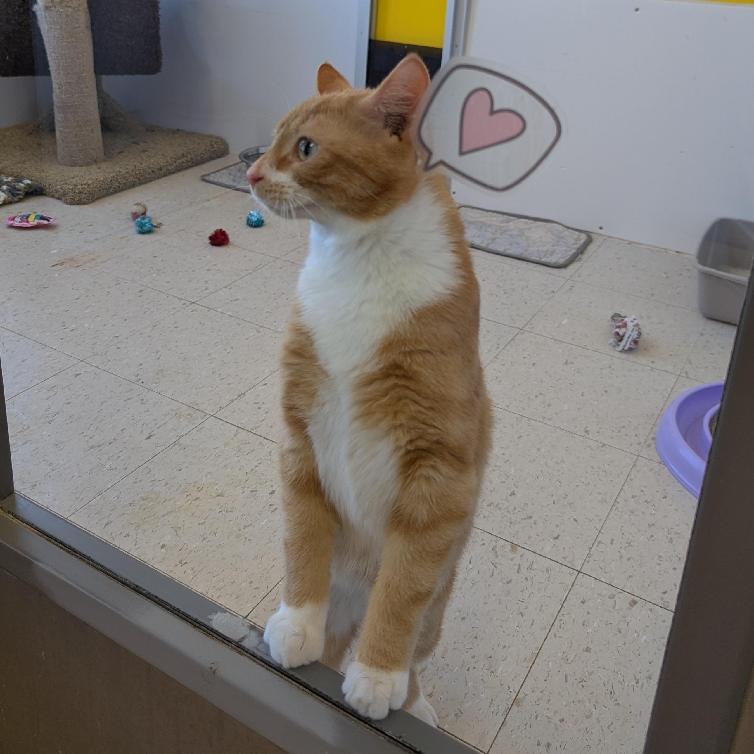 Mango, an adopted Domestic Short Hair in Morden, MB image 3/5