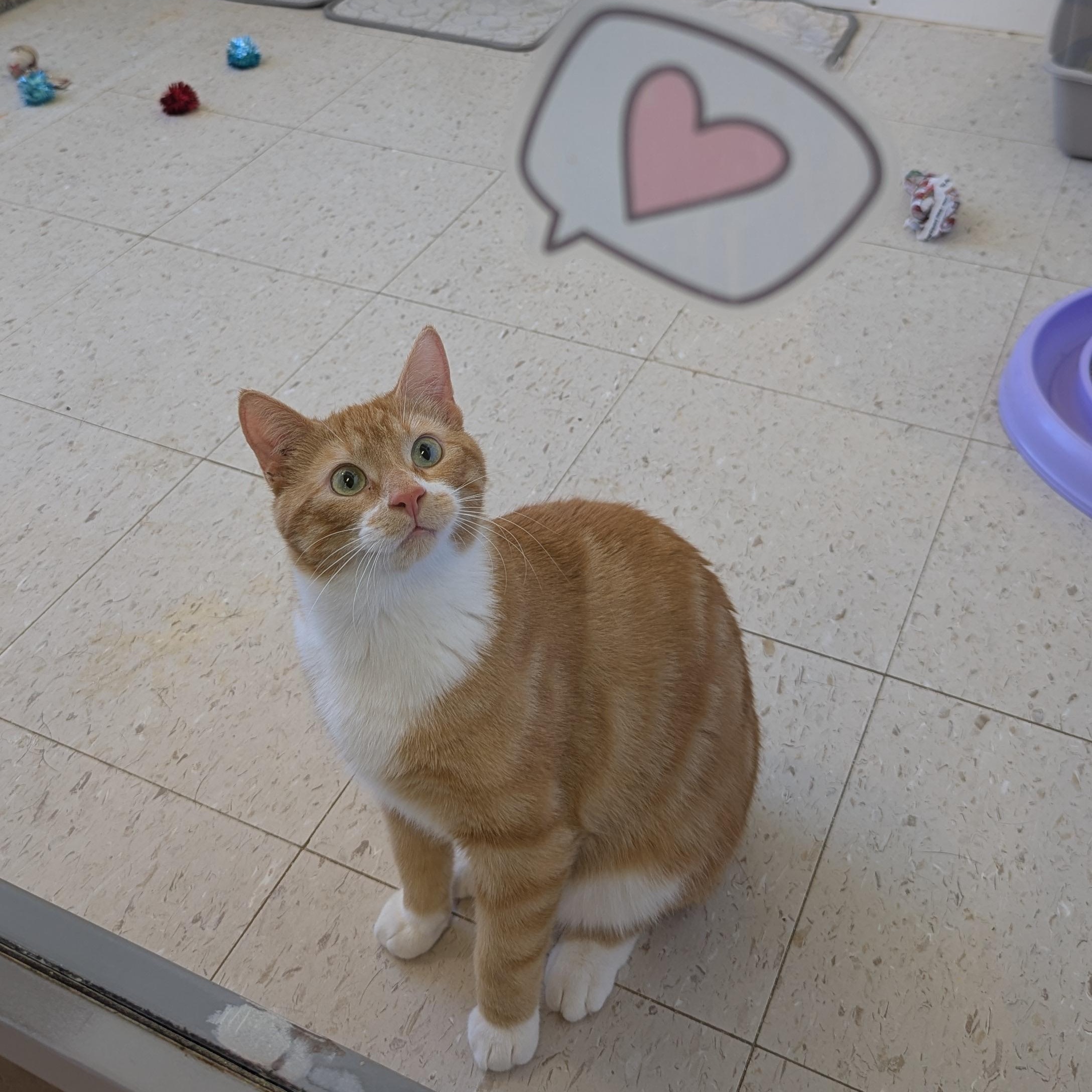 Mango, an adopted Domestic Short Hair in Morden, MB image 1/5