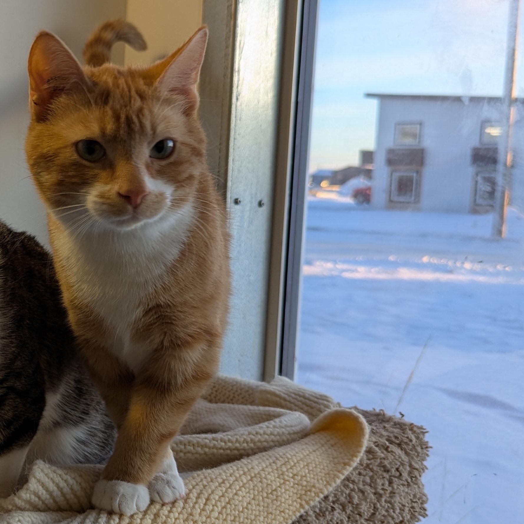 Mango, an adopted Domestic Short Hair in Morden, MB image 4/5