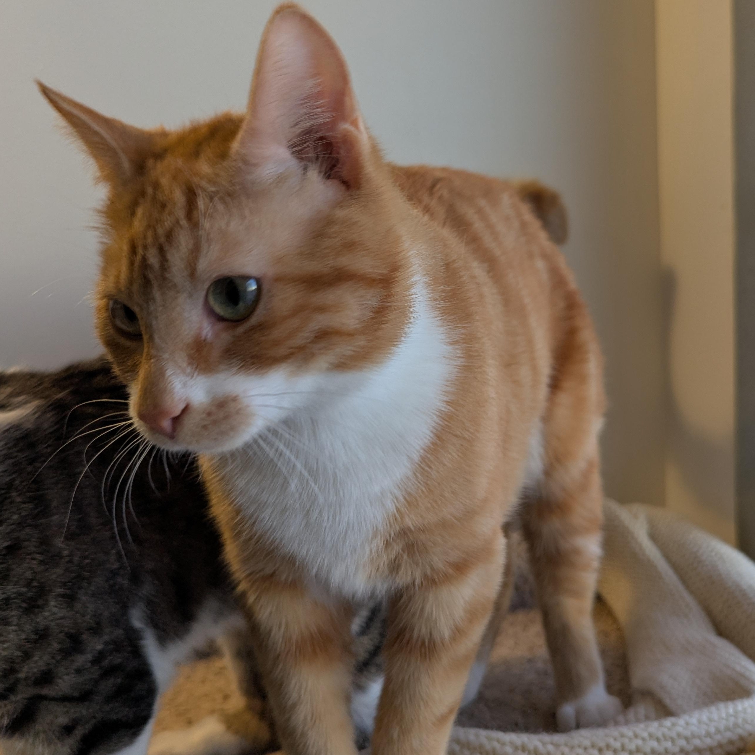 Mango, an adopted Domestic Short Hair in Morden, MB image 5/5