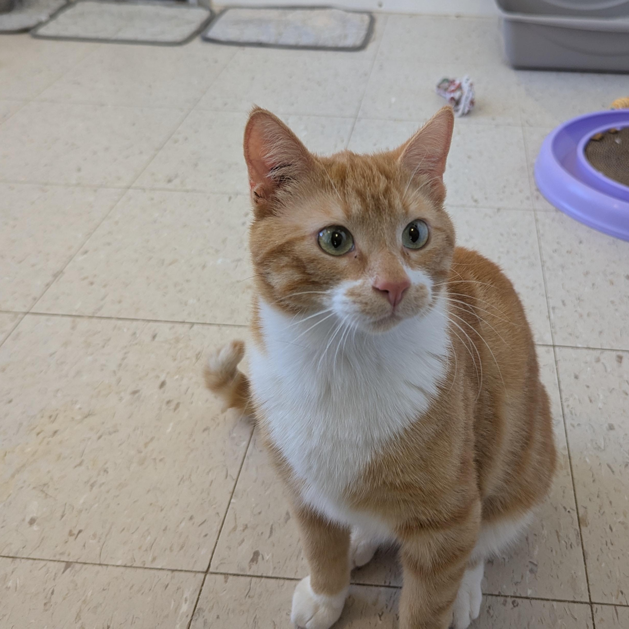 Mango, an adopted Domestic Short Hair in Morden, MB image 2/5