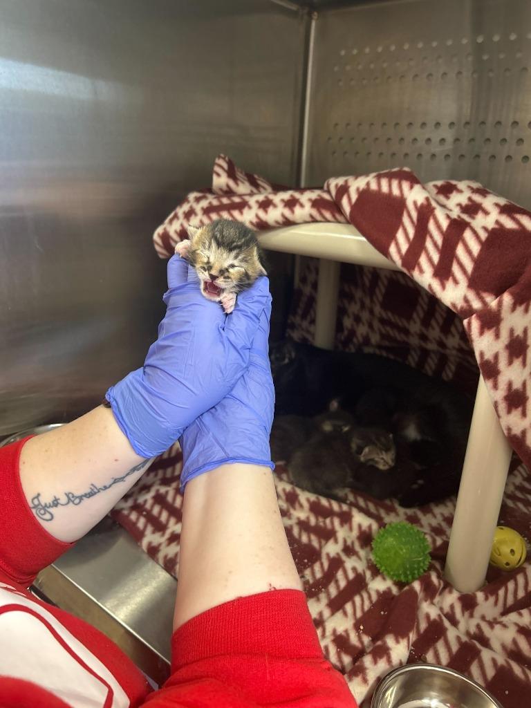 Cactus — thumbnail 2