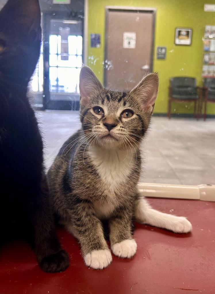 Cactus — thumbnail 4