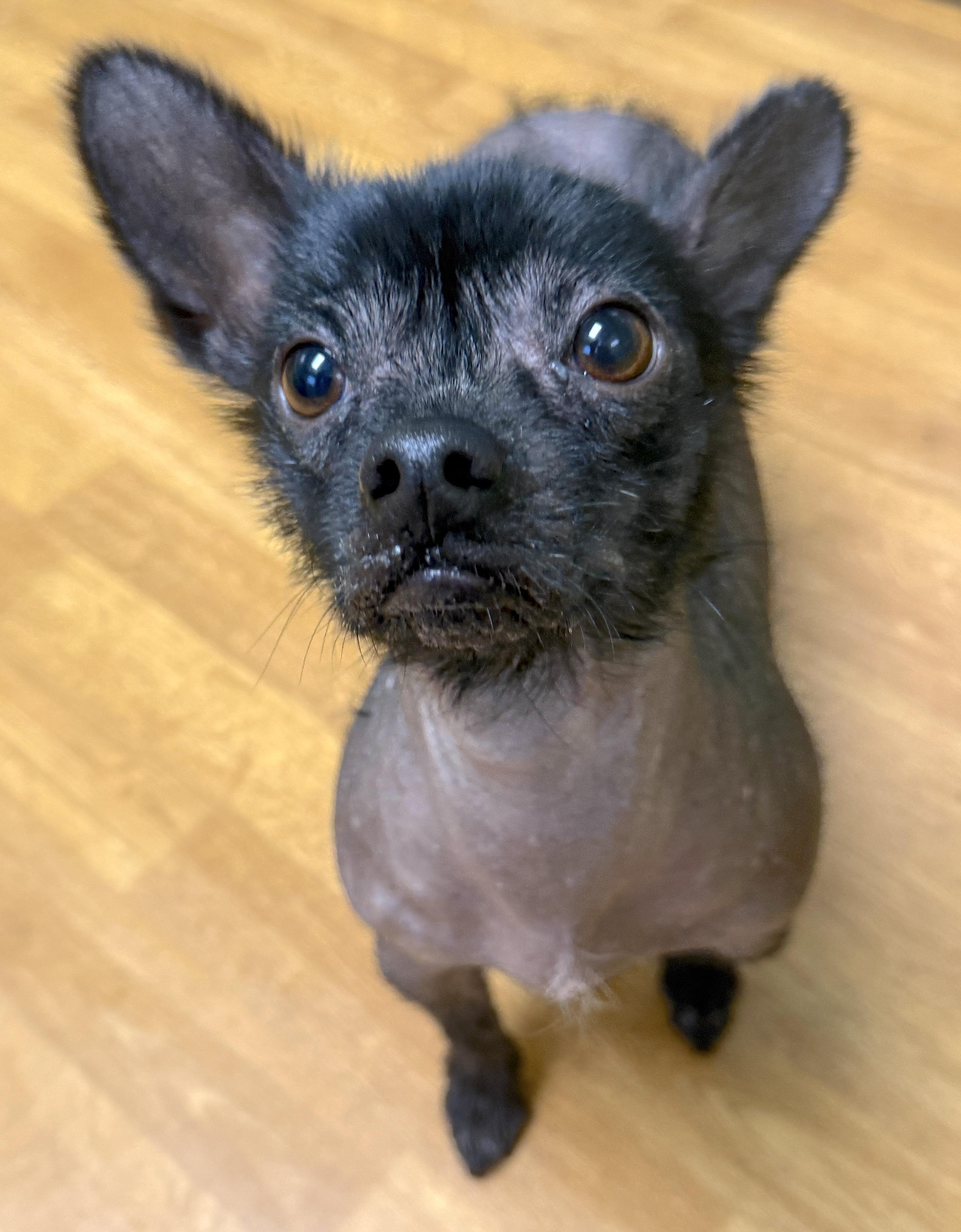 Luna, a ADOPTABLE mixed breed in Mount Airy, NC image 2/6