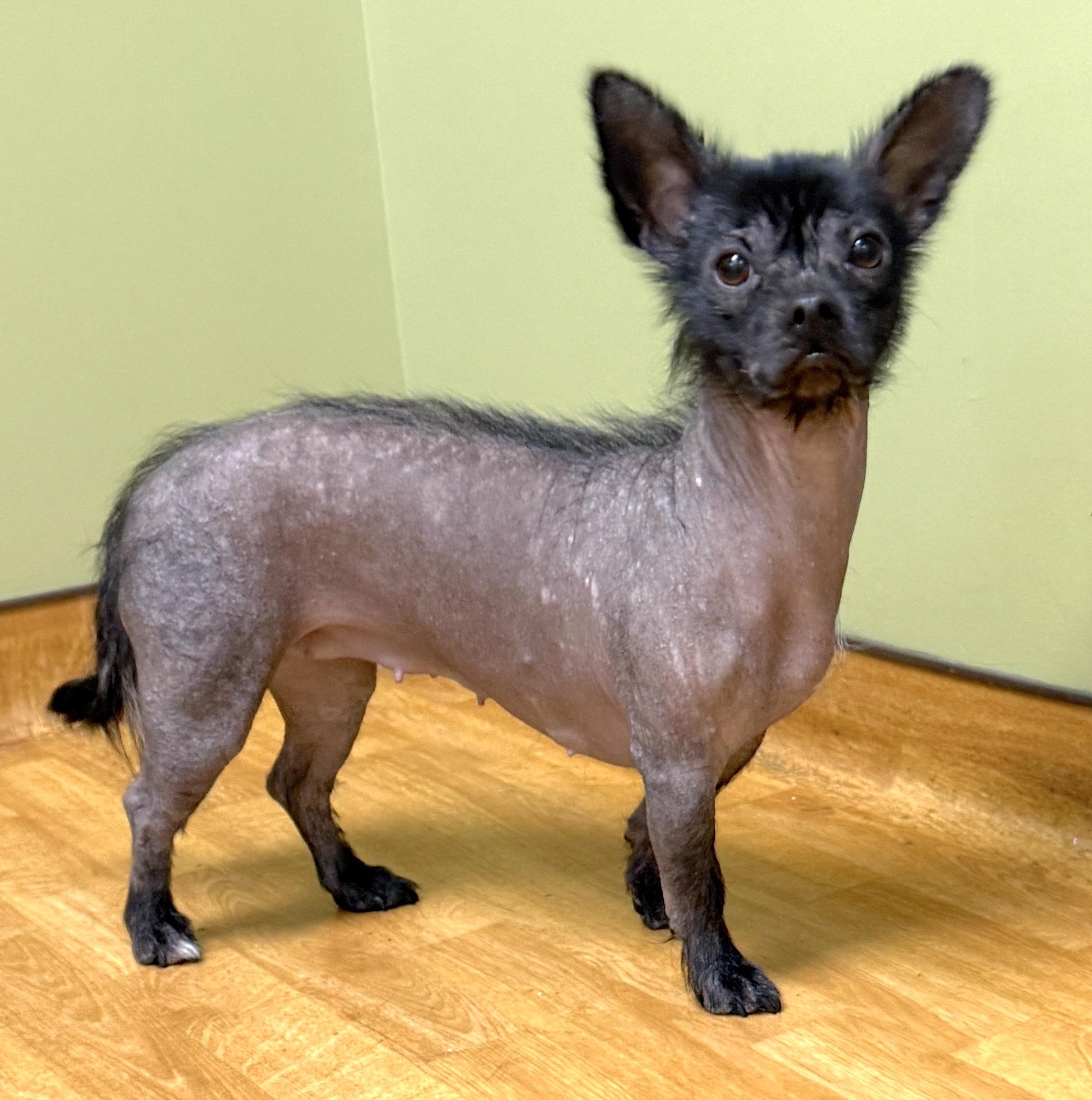 Luna, ADOPTABLE, Adult Female Xoloitzcuintli / Mexican Hairless & Dachshund.