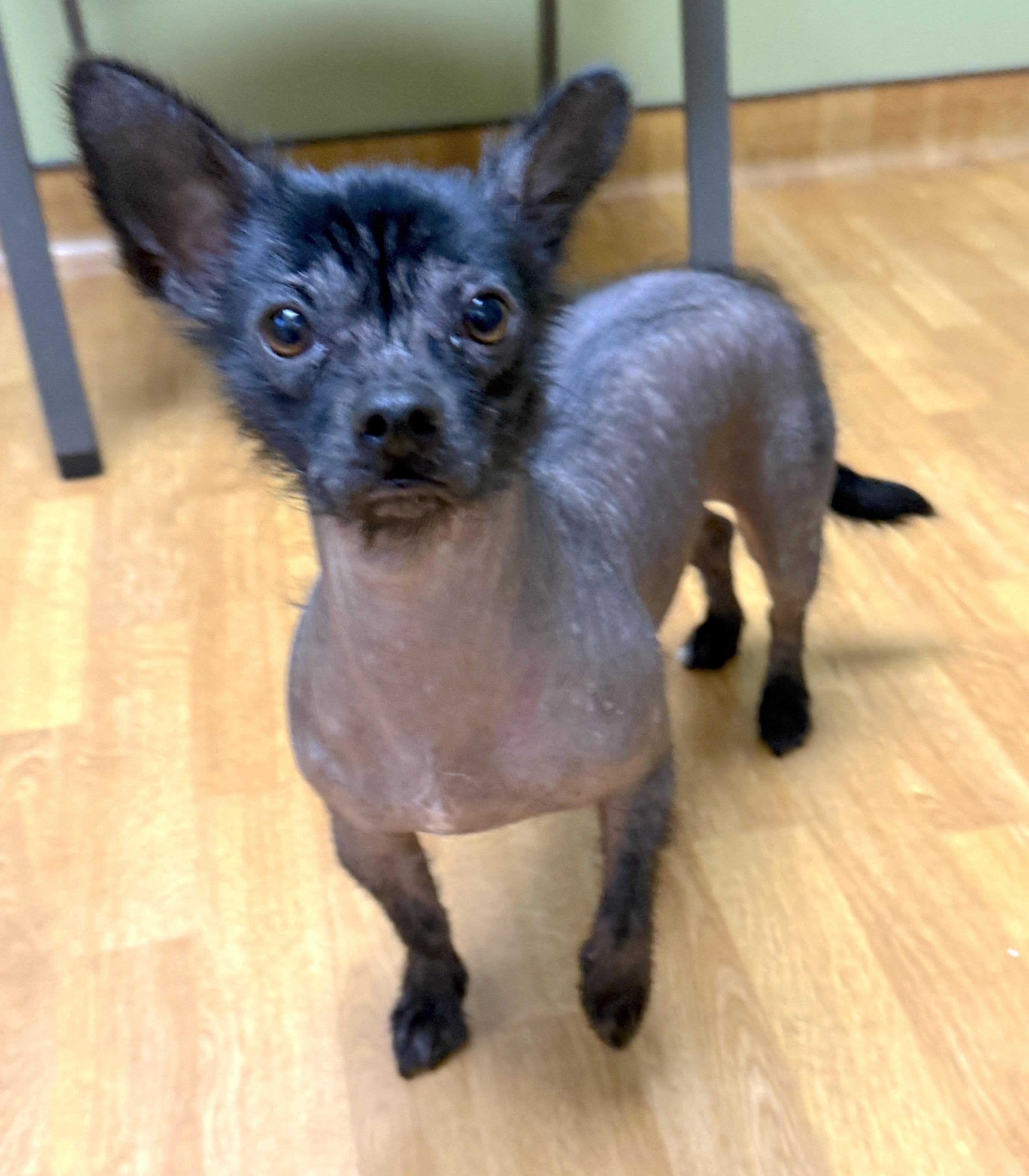 Luna, a ADOPTABLE mixed breed in Mount Airy, NC image 5/6