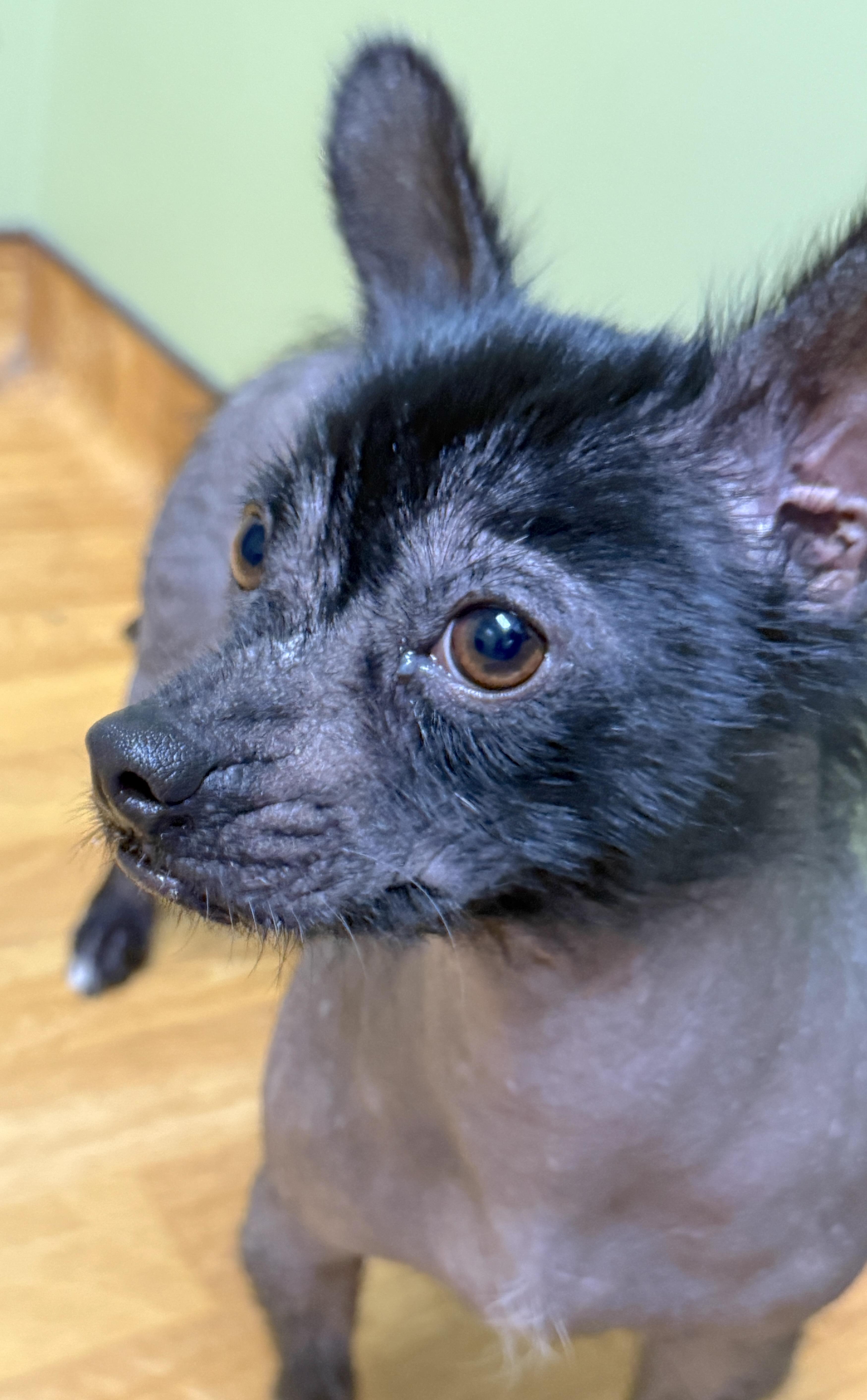 Luna, a ADOPTABLE mixed breed in Mount Airy, NC image 4/6