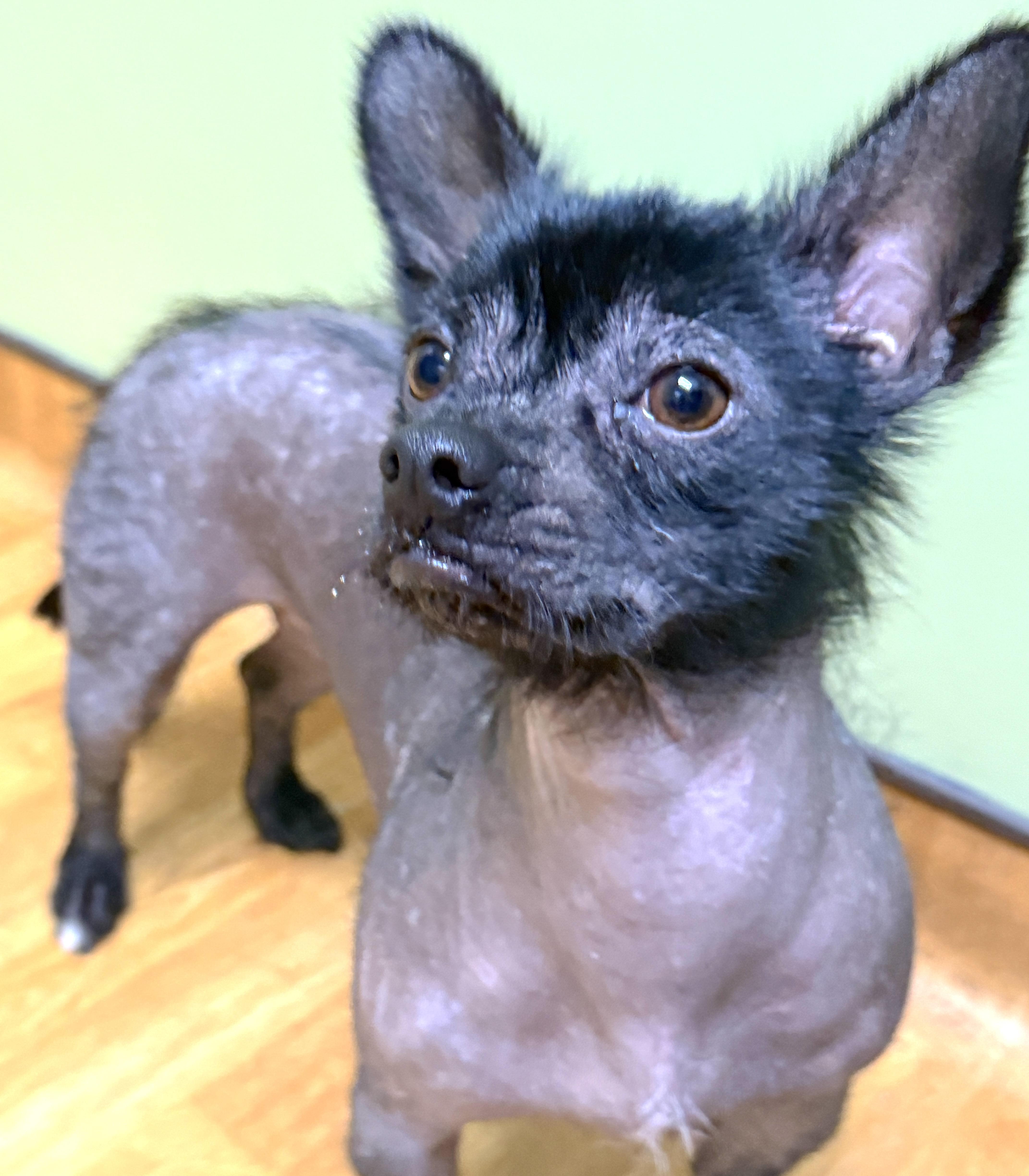 Luna, a ADOPTABLE mixed breed in Mount Airy, NC image 6/6
