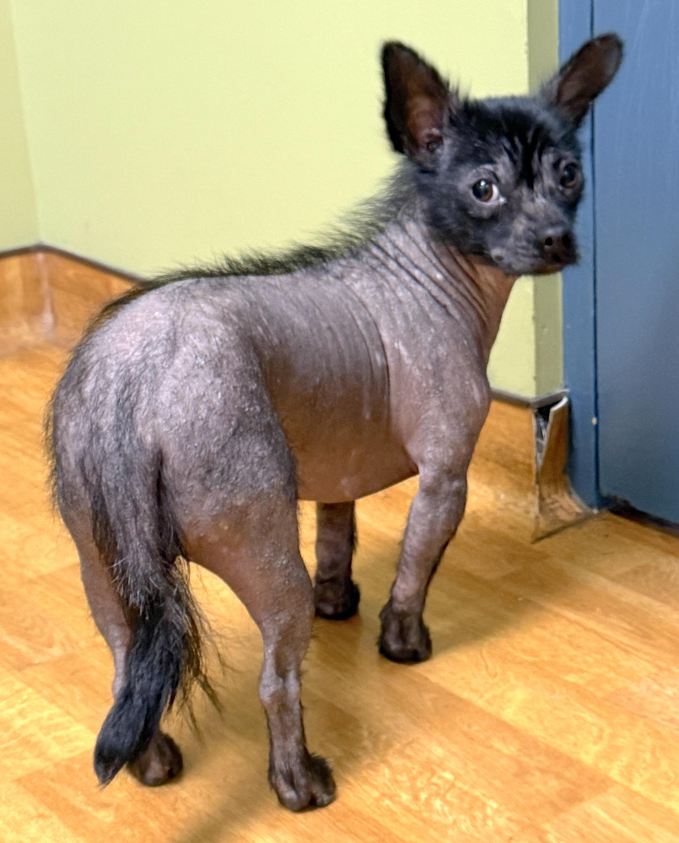 Luna, a ADOPTABLE mixed breed in Mount Airy, NC image 3/6