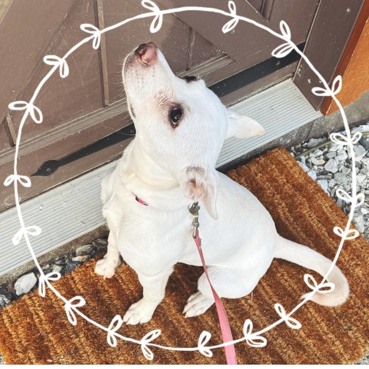 Rosie photo 2