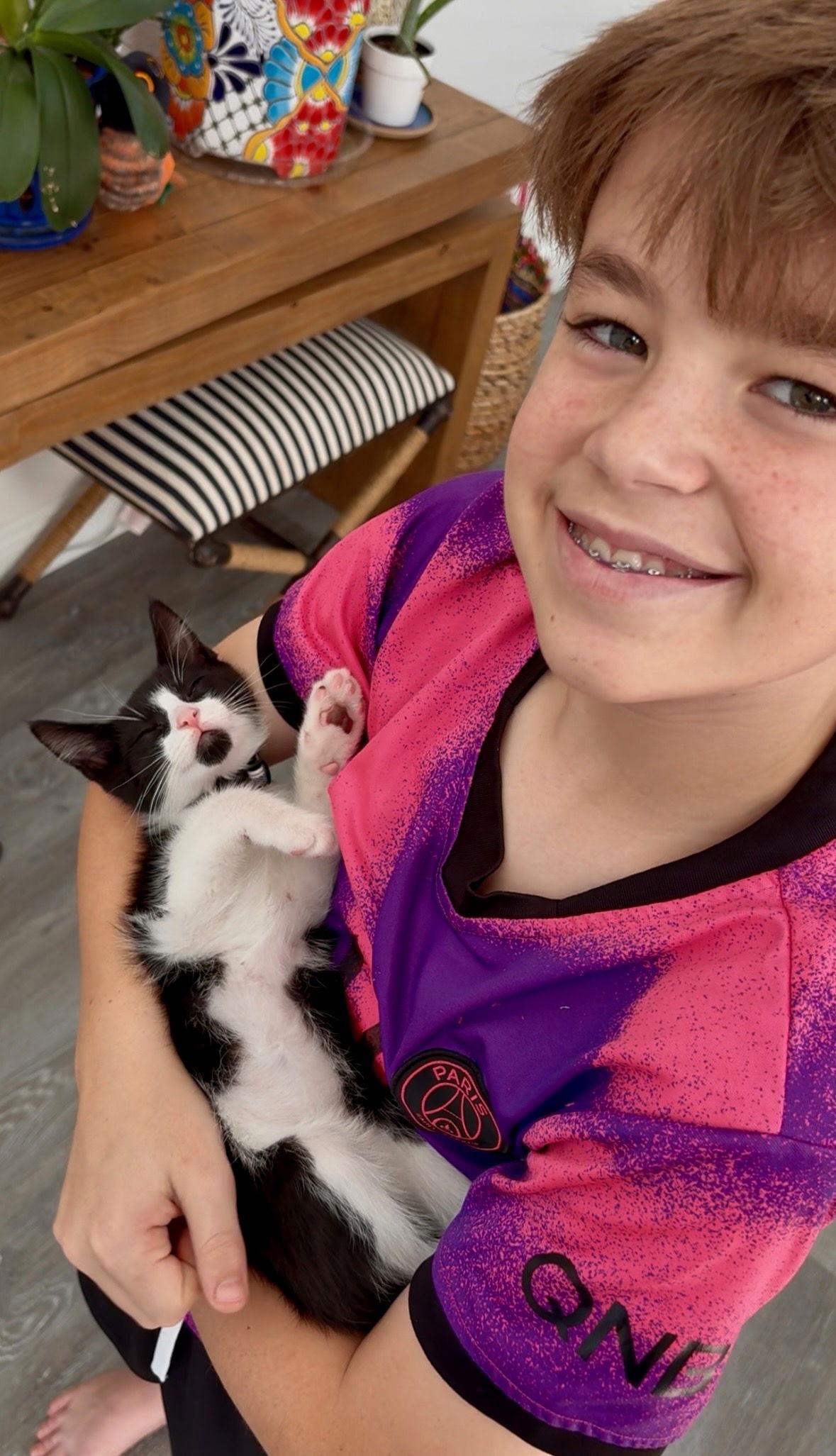 Enlarge Berlin, a Adopted Domestic Short Hair in Orlando, FL image 1/3