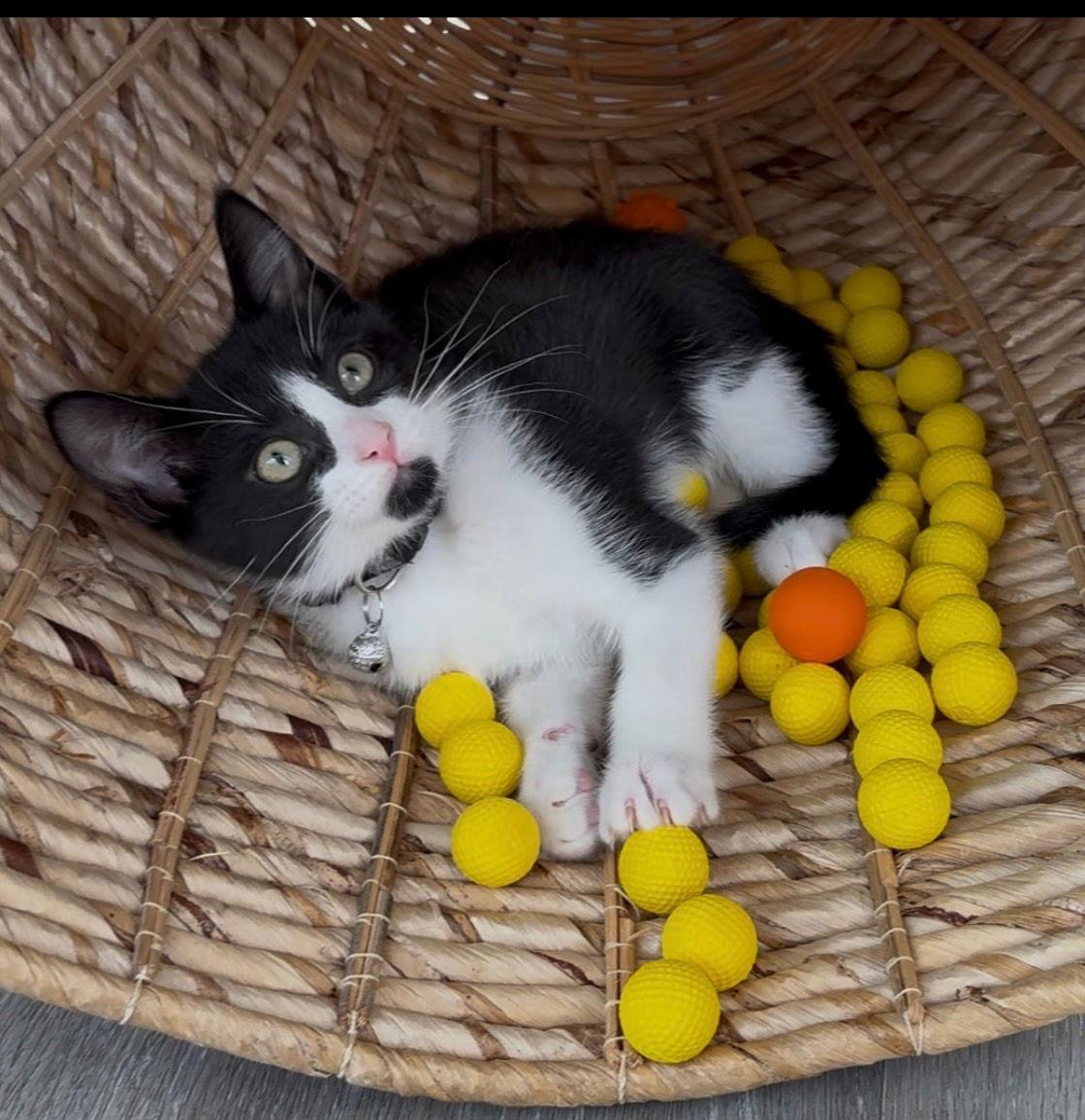 Enlarge Berlin, a Adopted Domestic Short Hair in Orlando, FL image 2/3