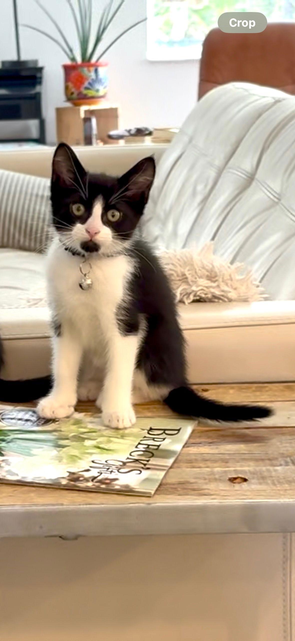 Enlarge Berlin, a Adopted Domestic Short Hair in Orlando, FL image 3/3