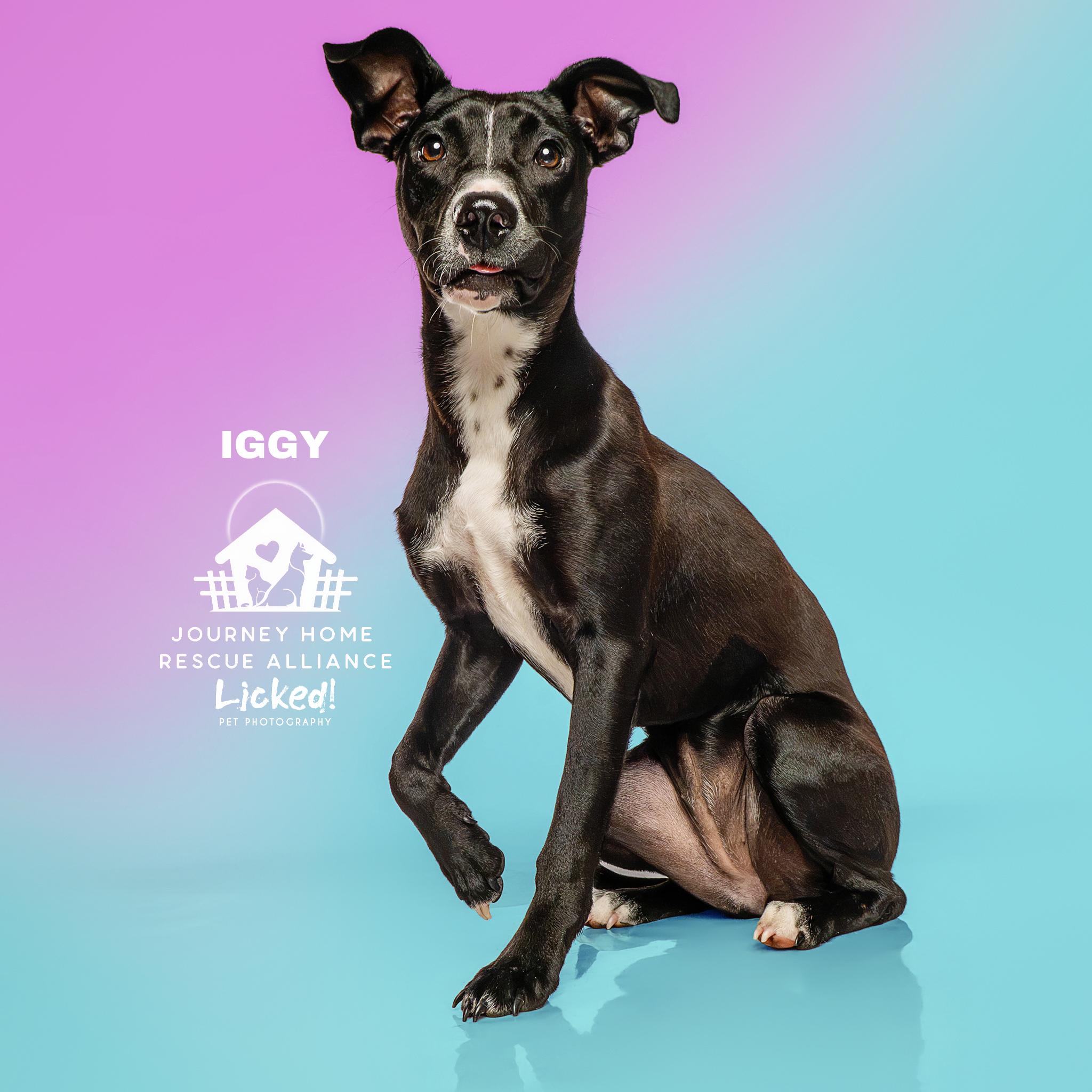 Iggy, a ADOPTABLE Mixed Breed in Wando, SC image 5/6
