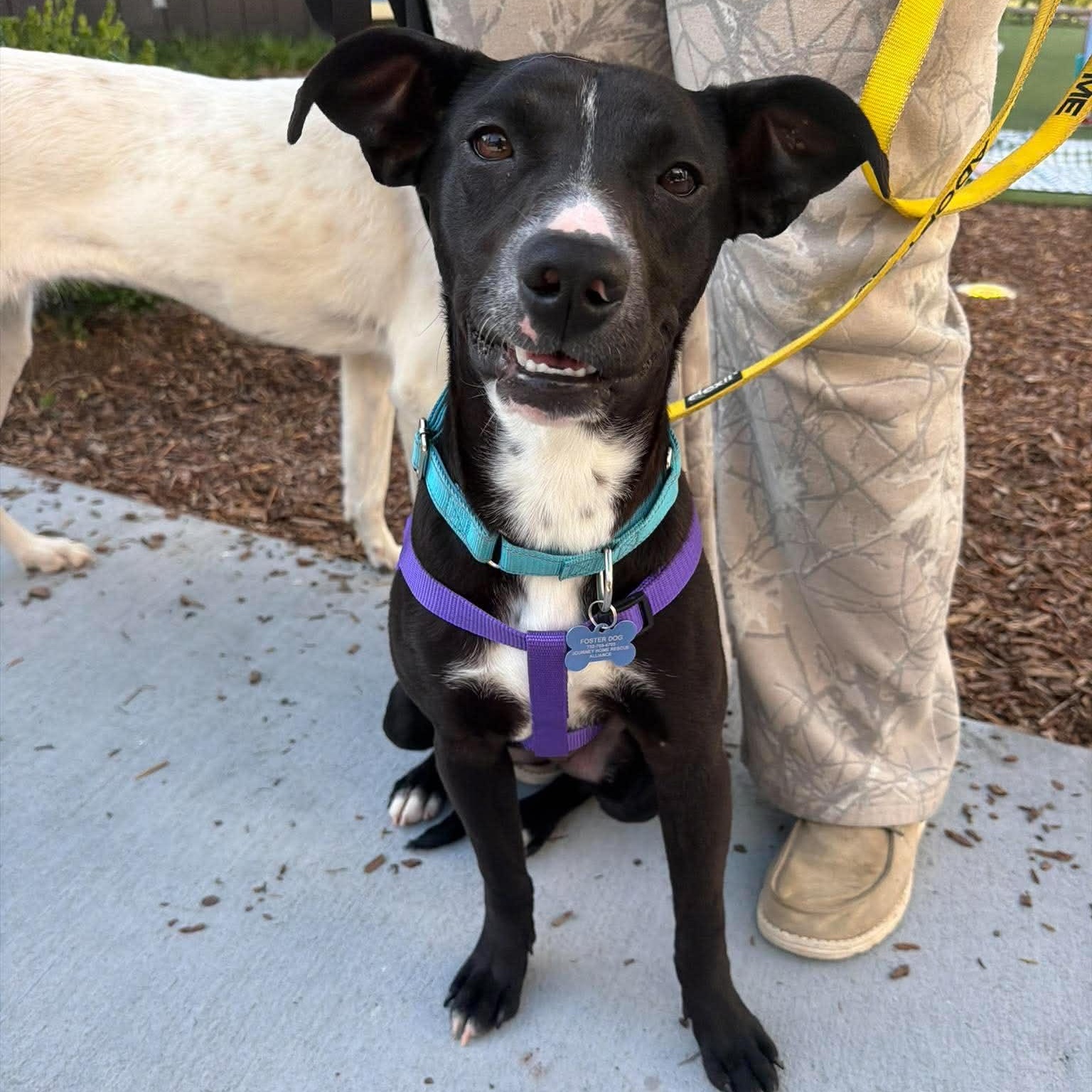 Iggy, a ADOPTABLE Mixed Breed in Wando, SC image 2/6