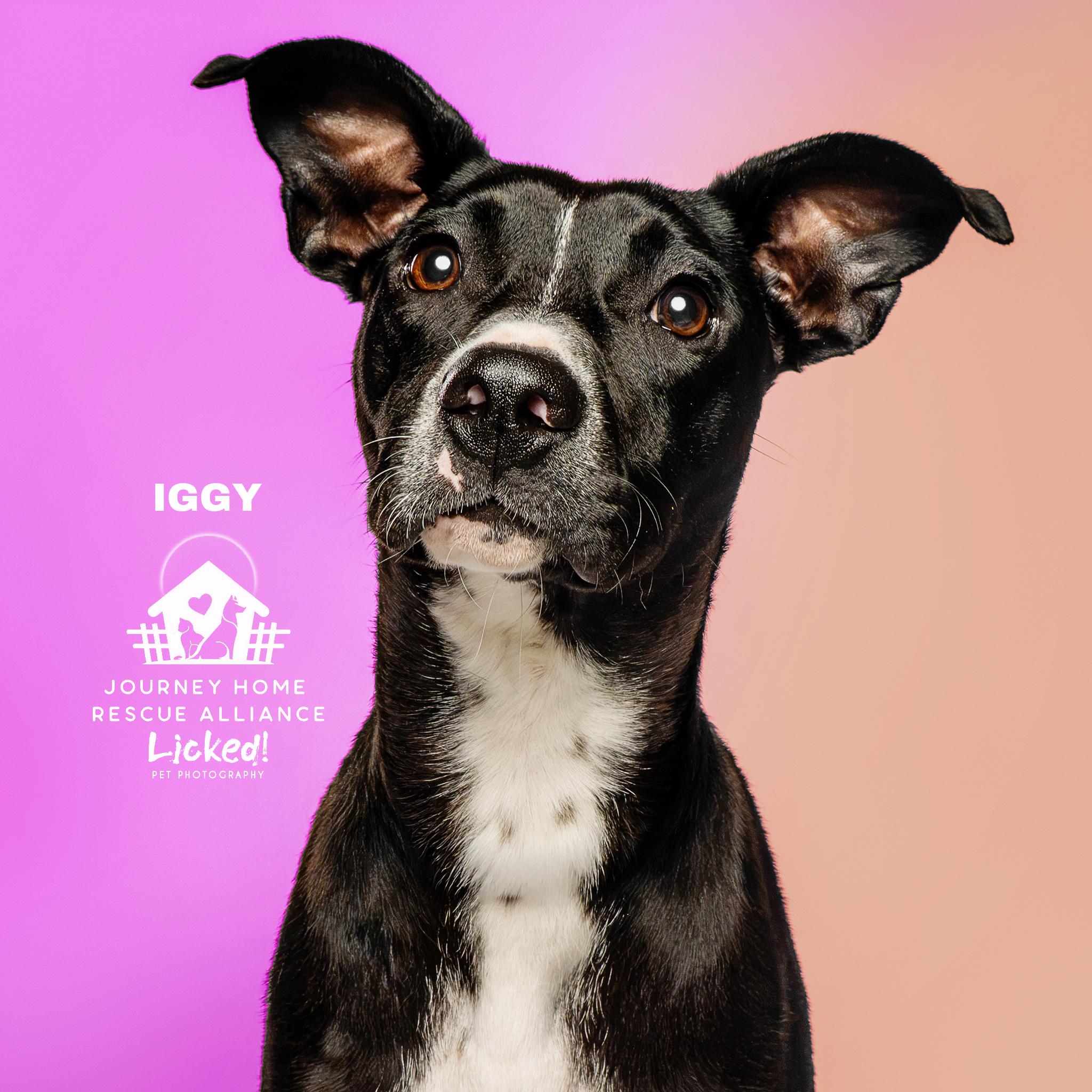 Iggy, ADOPTABLE, Puppy Female Mixed Breed.